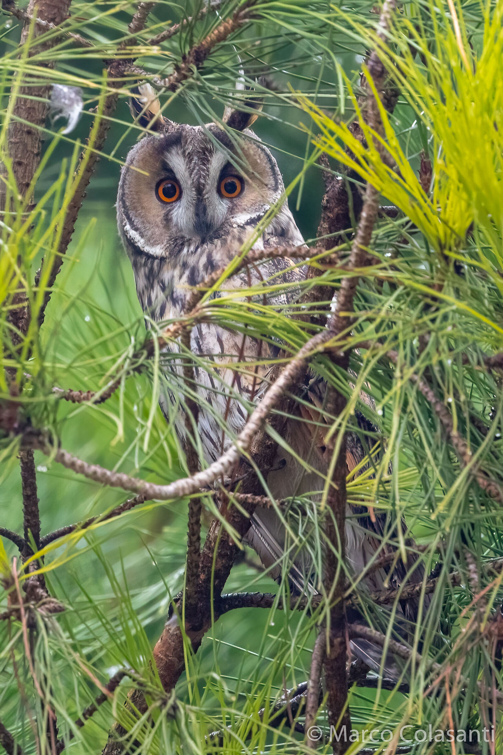 Long-eared owl