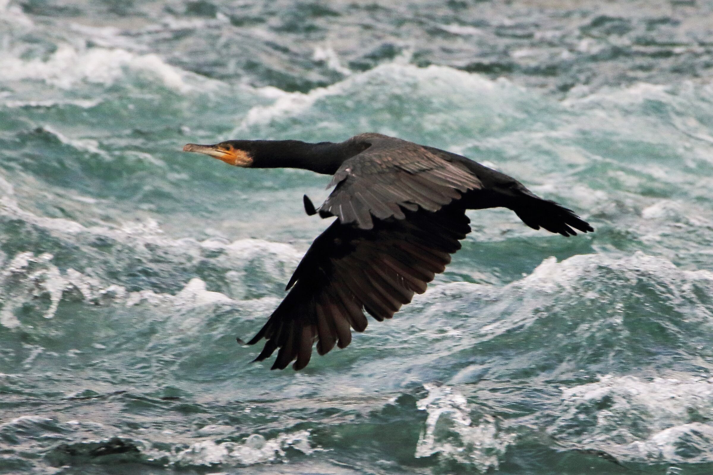 cormorant