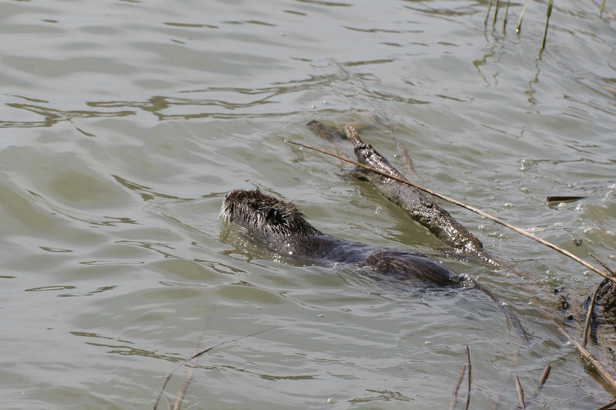 nutria