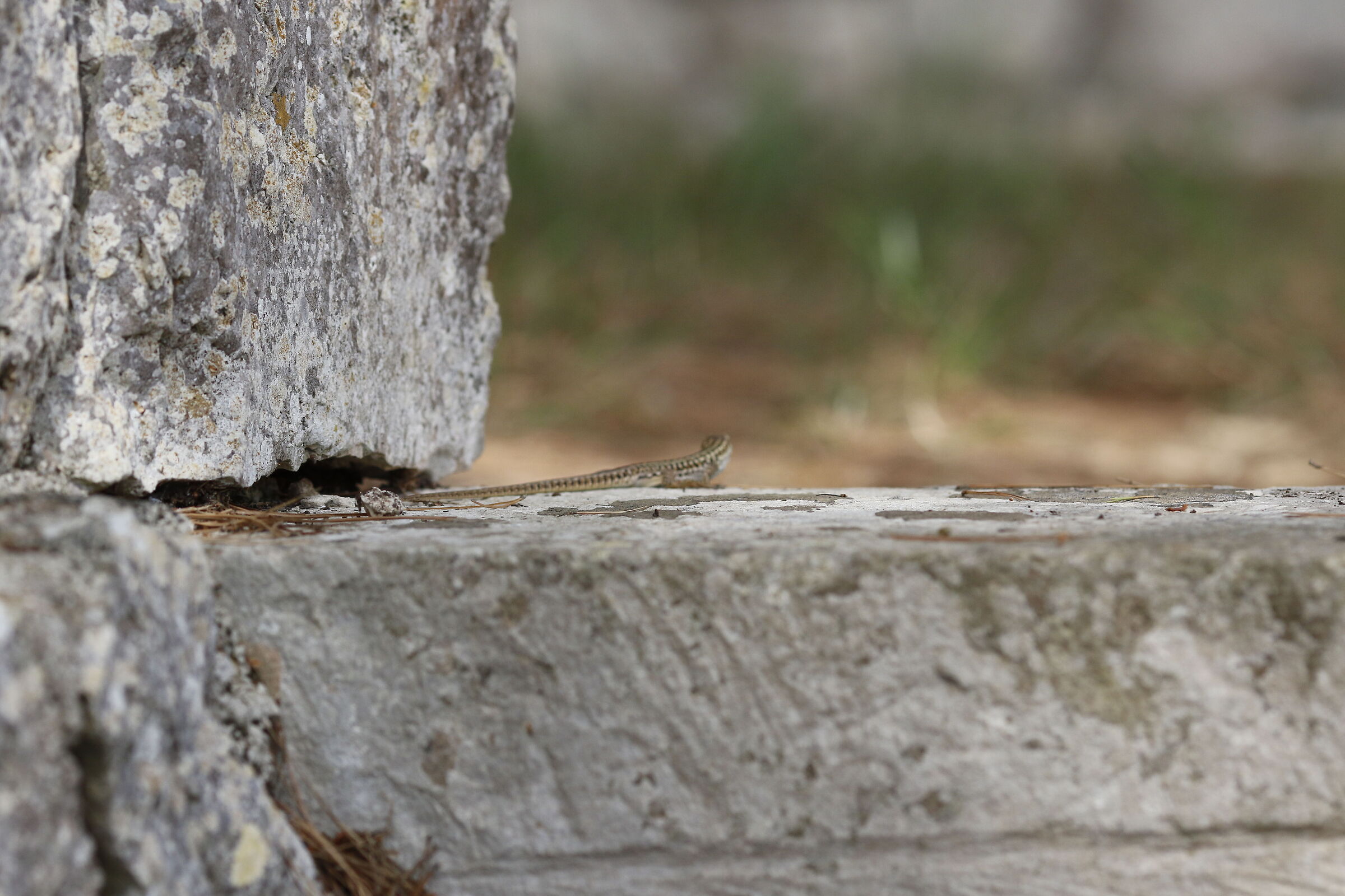 Canon 7d ii / 135, F2 L