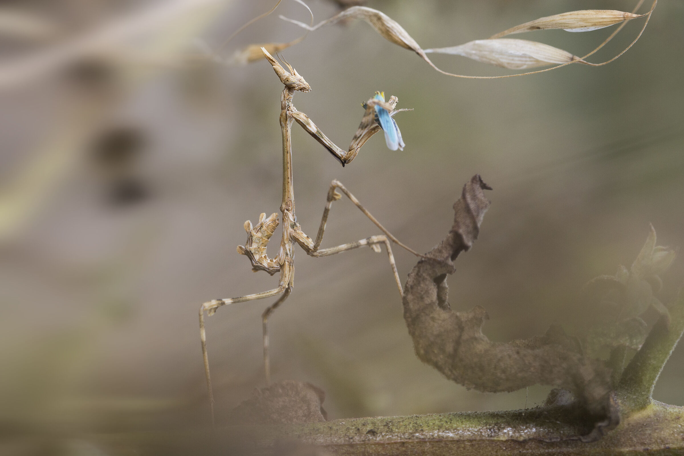 A caccia di cicadelle