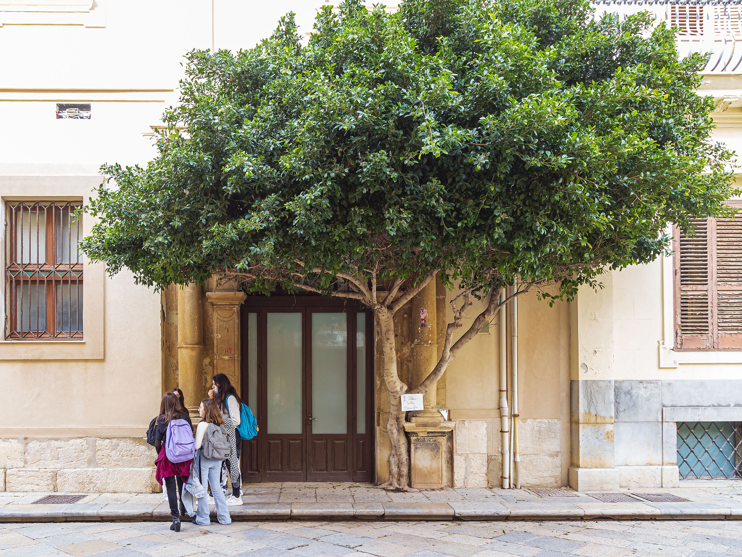 L'albero delle meraviglie
