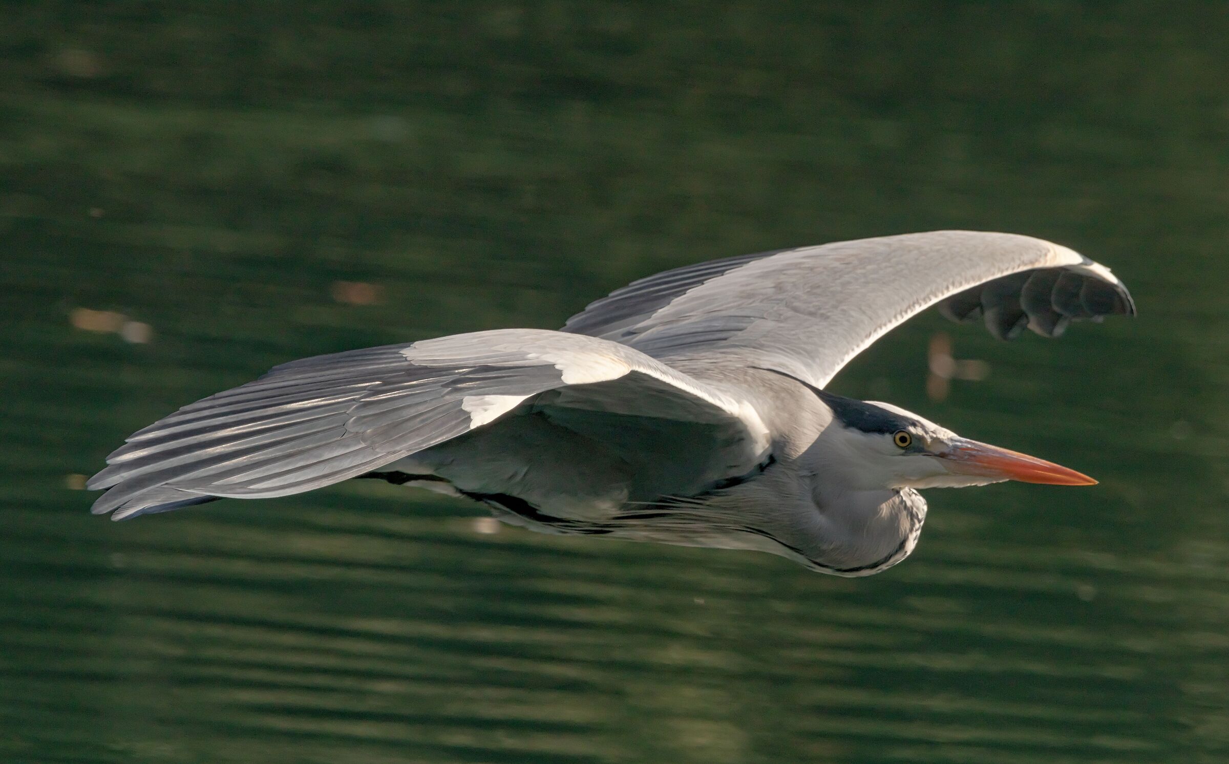 Airone Cenerino mentre sorvola il fiume Adda 29/10/2021