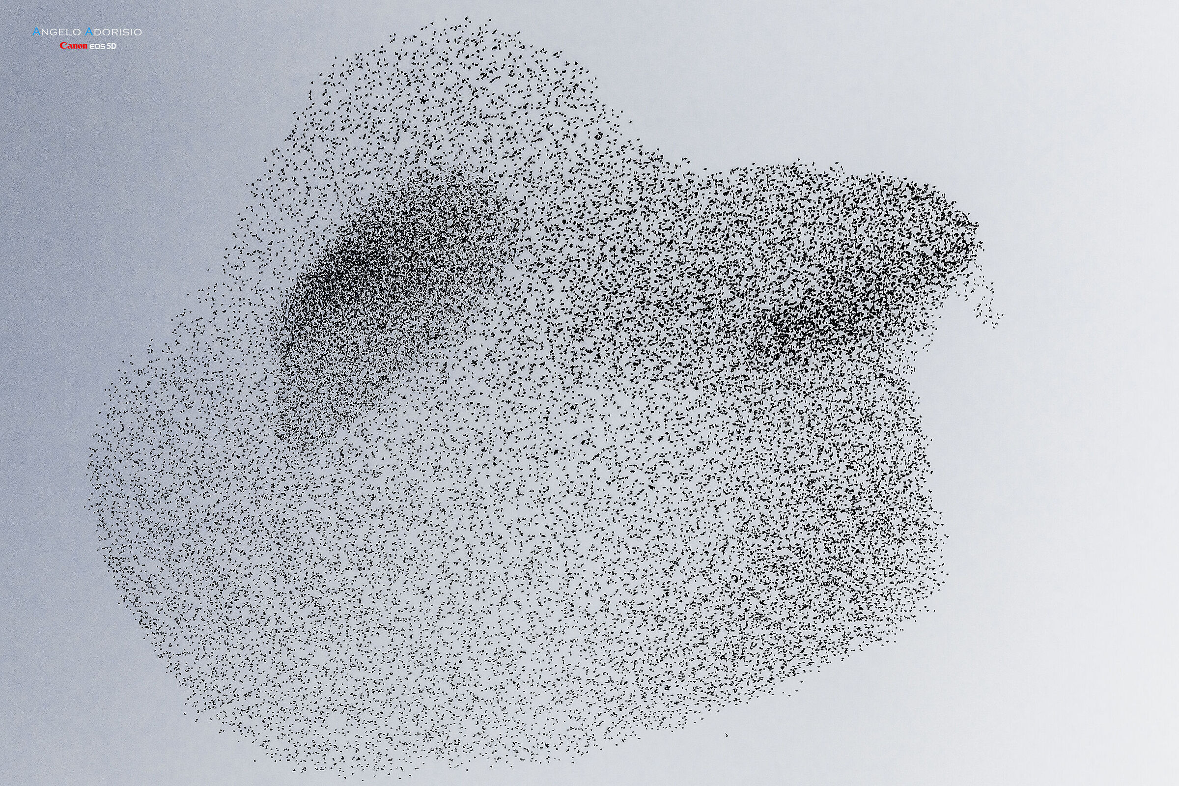 ... flock of starlings in Rome...