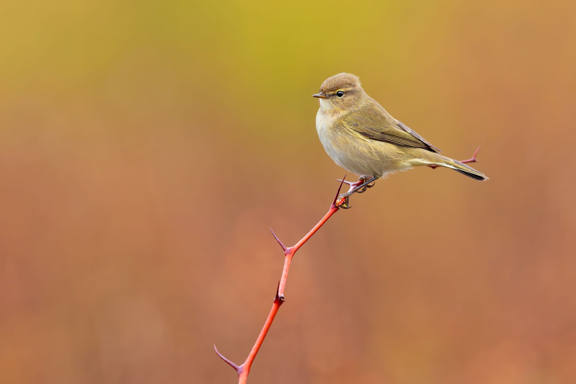 The colors of the rain (Luì Piccolo)