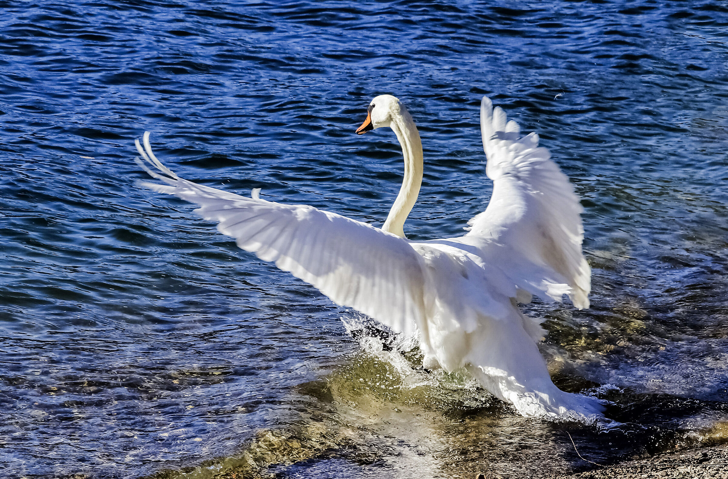 Mossa, Sfuocata ecc.