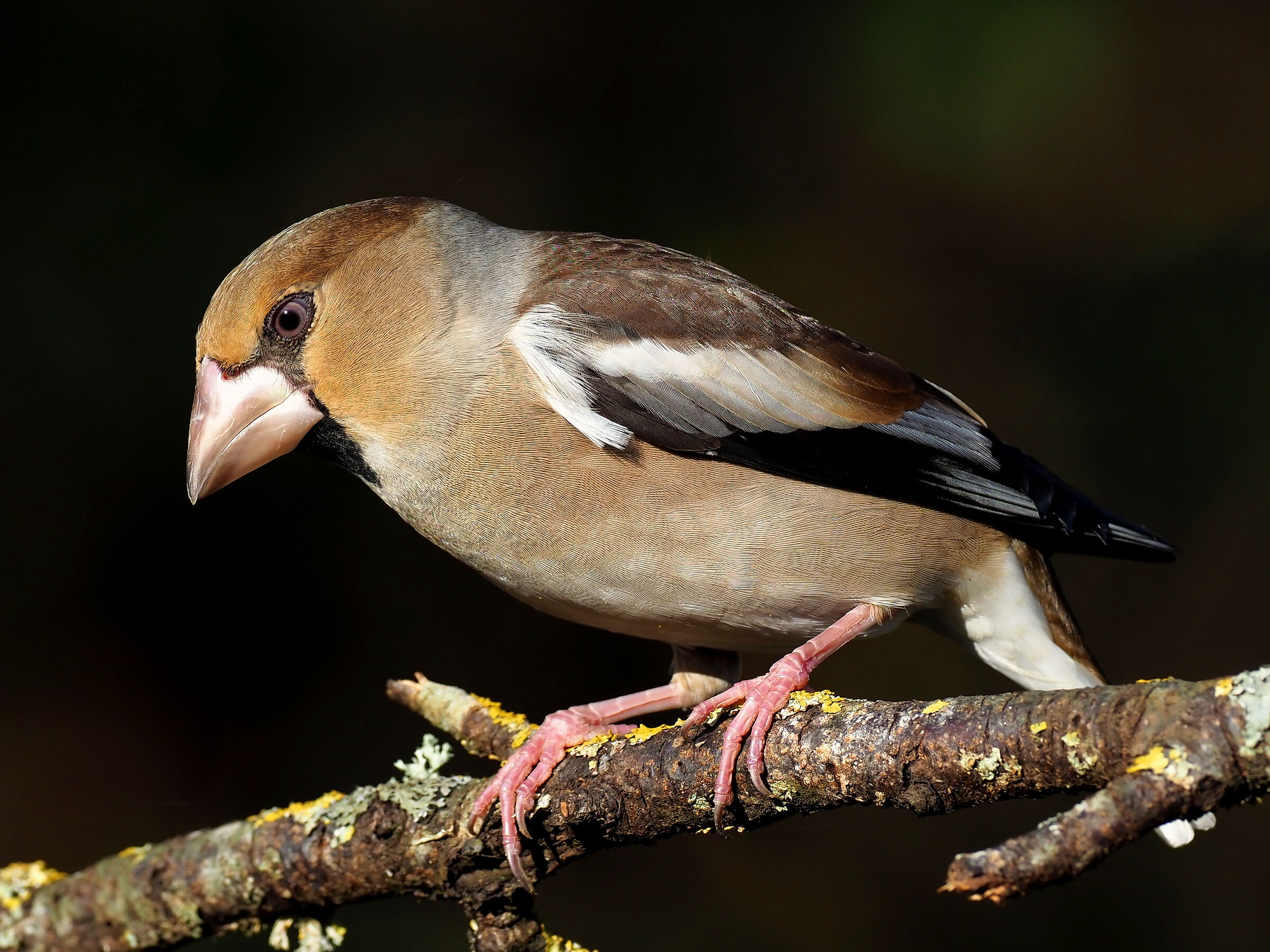 Hawfinch