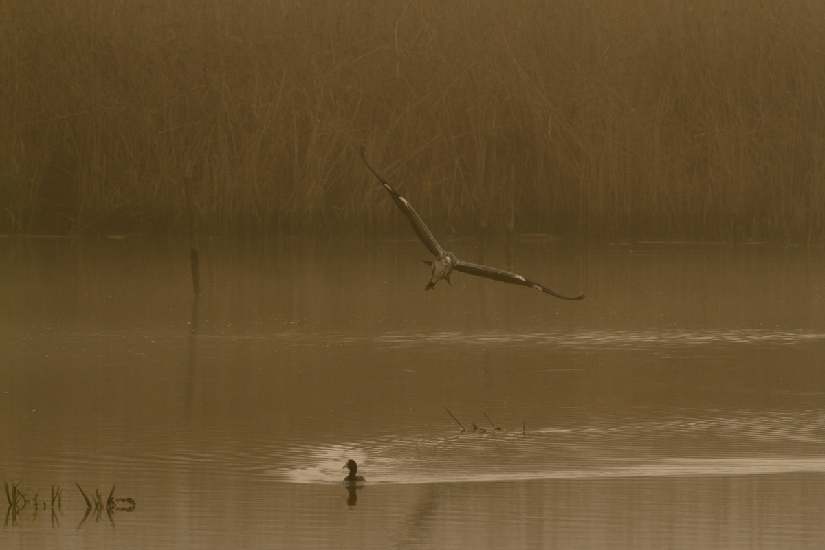 Sunrise with fog Nazzano
