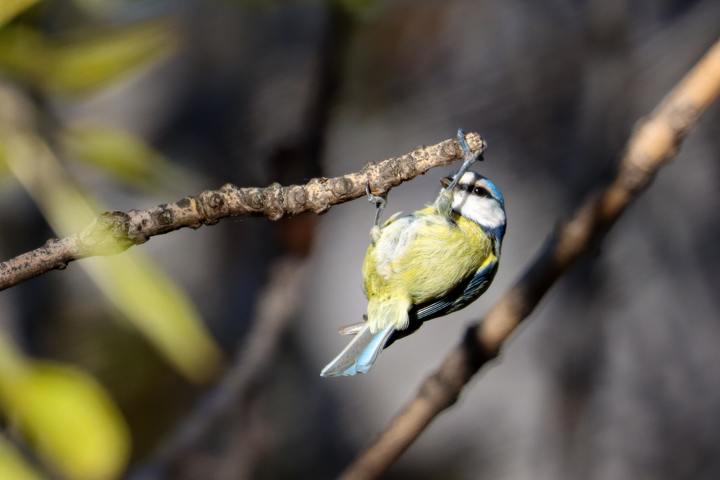 Flessioni alla sbarra