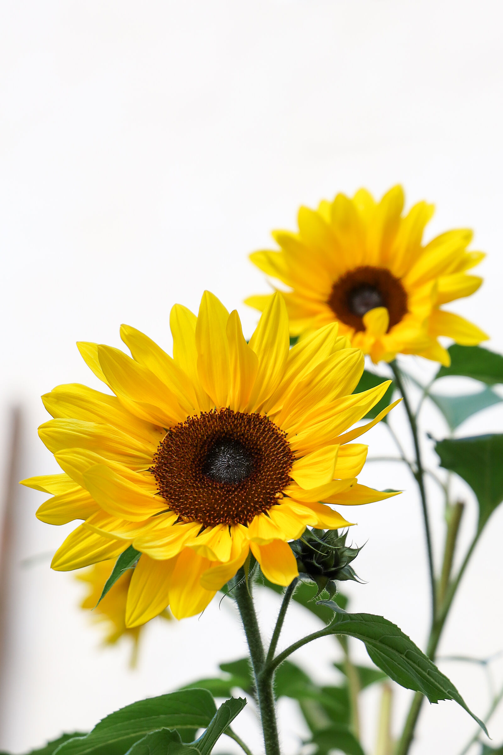 Girasoli fuori stagione