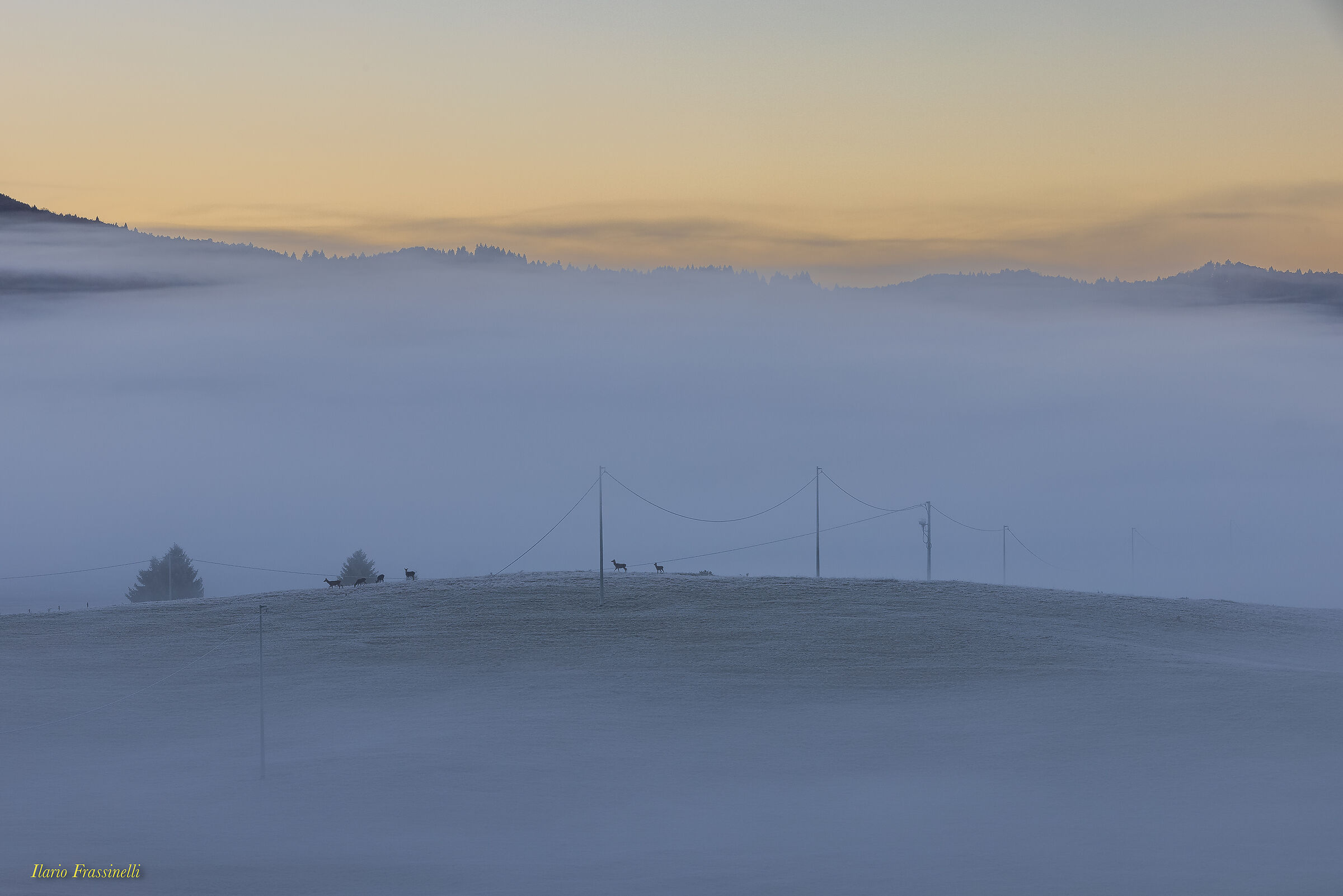 Cervi in Piana del Cansiglio