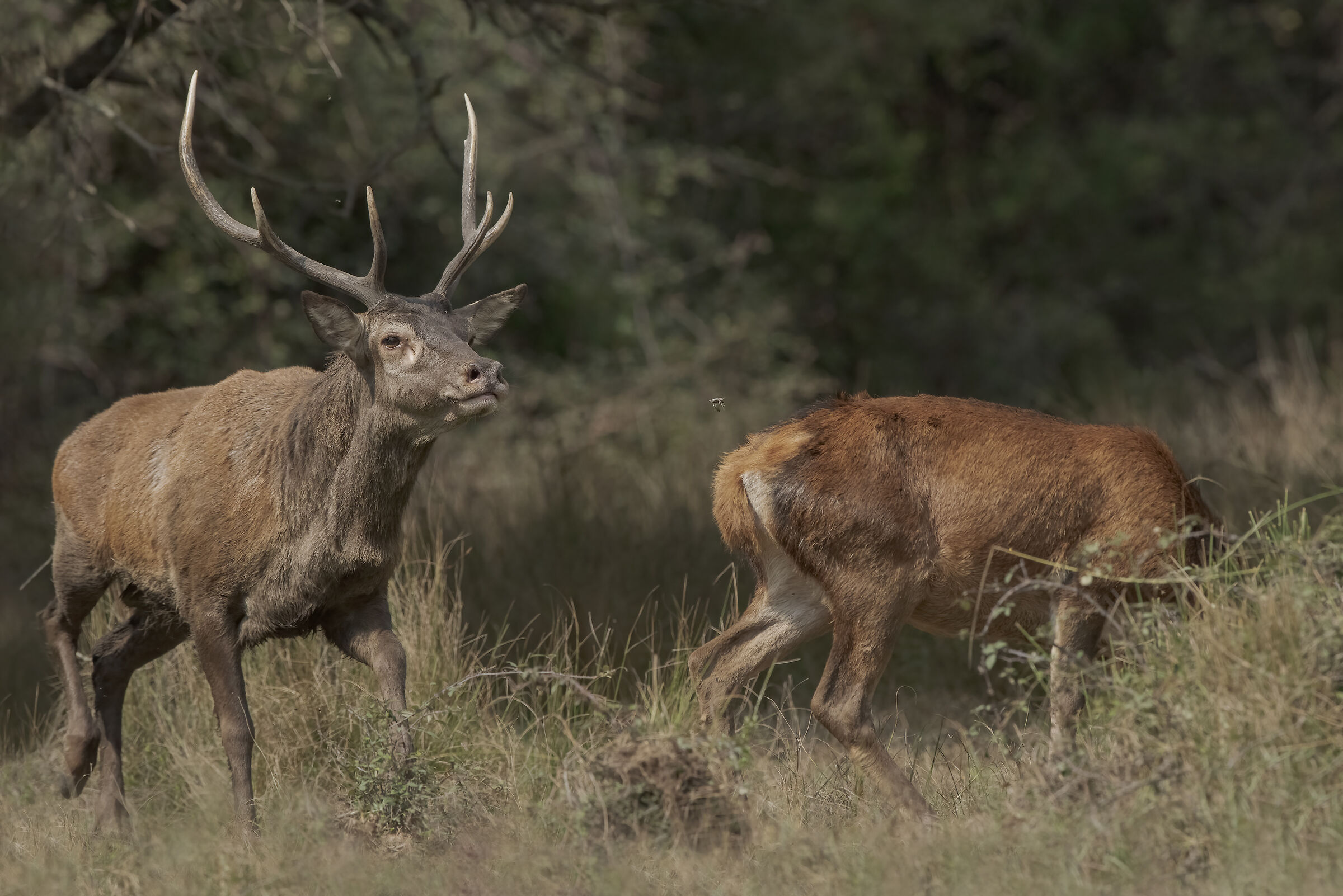 maschio campione di cervo sardo
