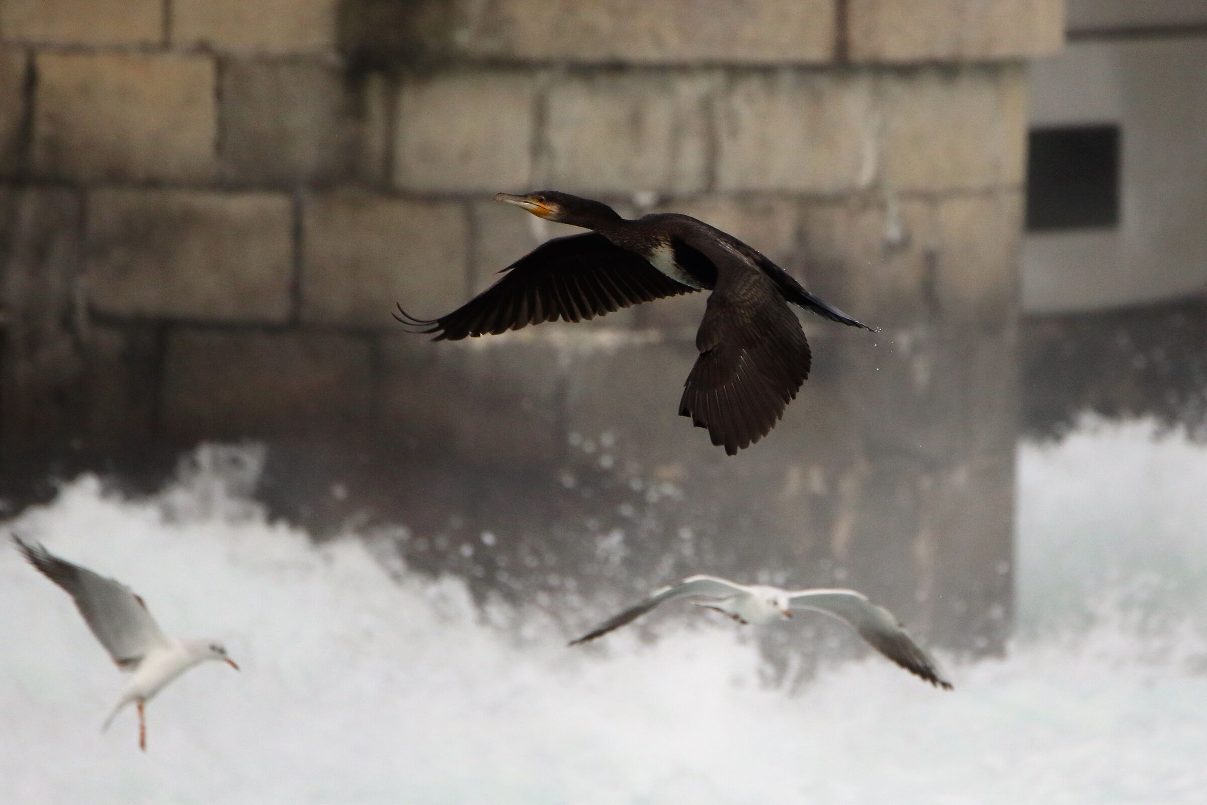cormorant