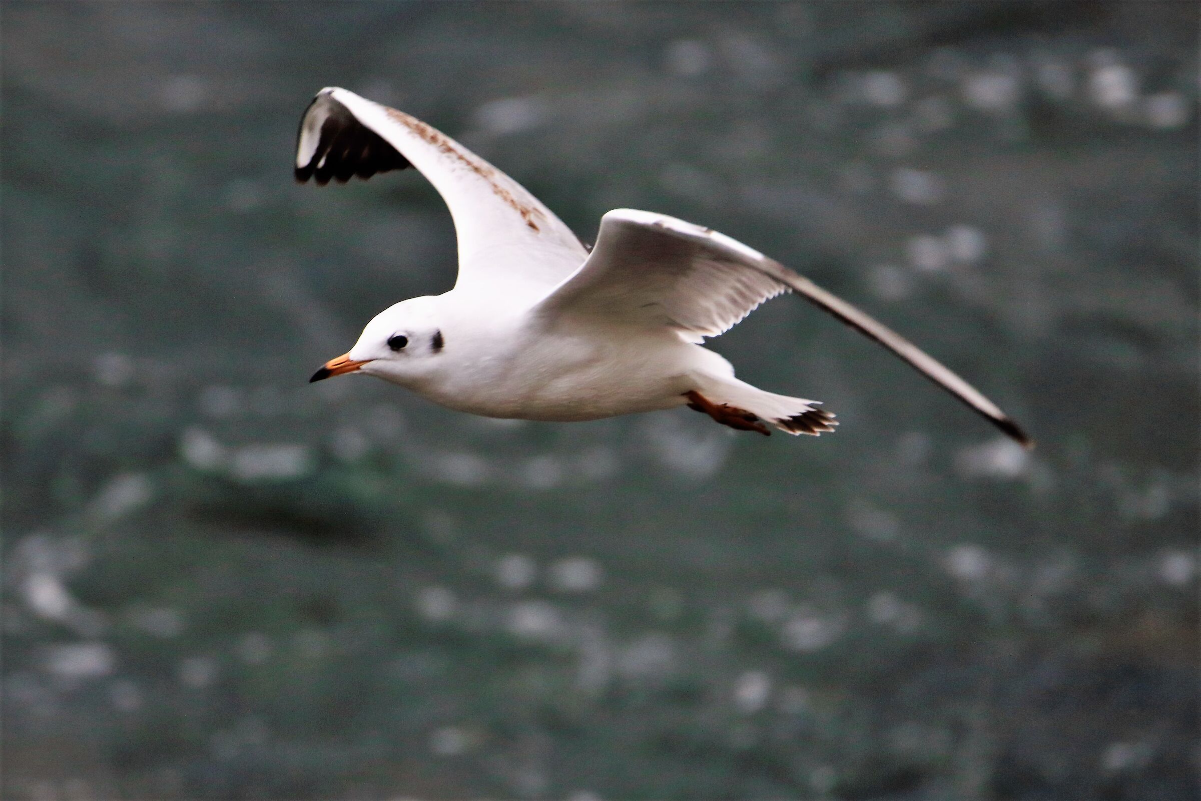 land gull