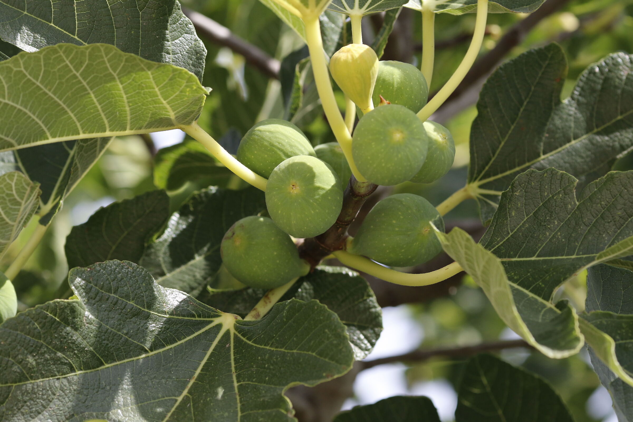 Cznon 7d ii / 135, F.2 L