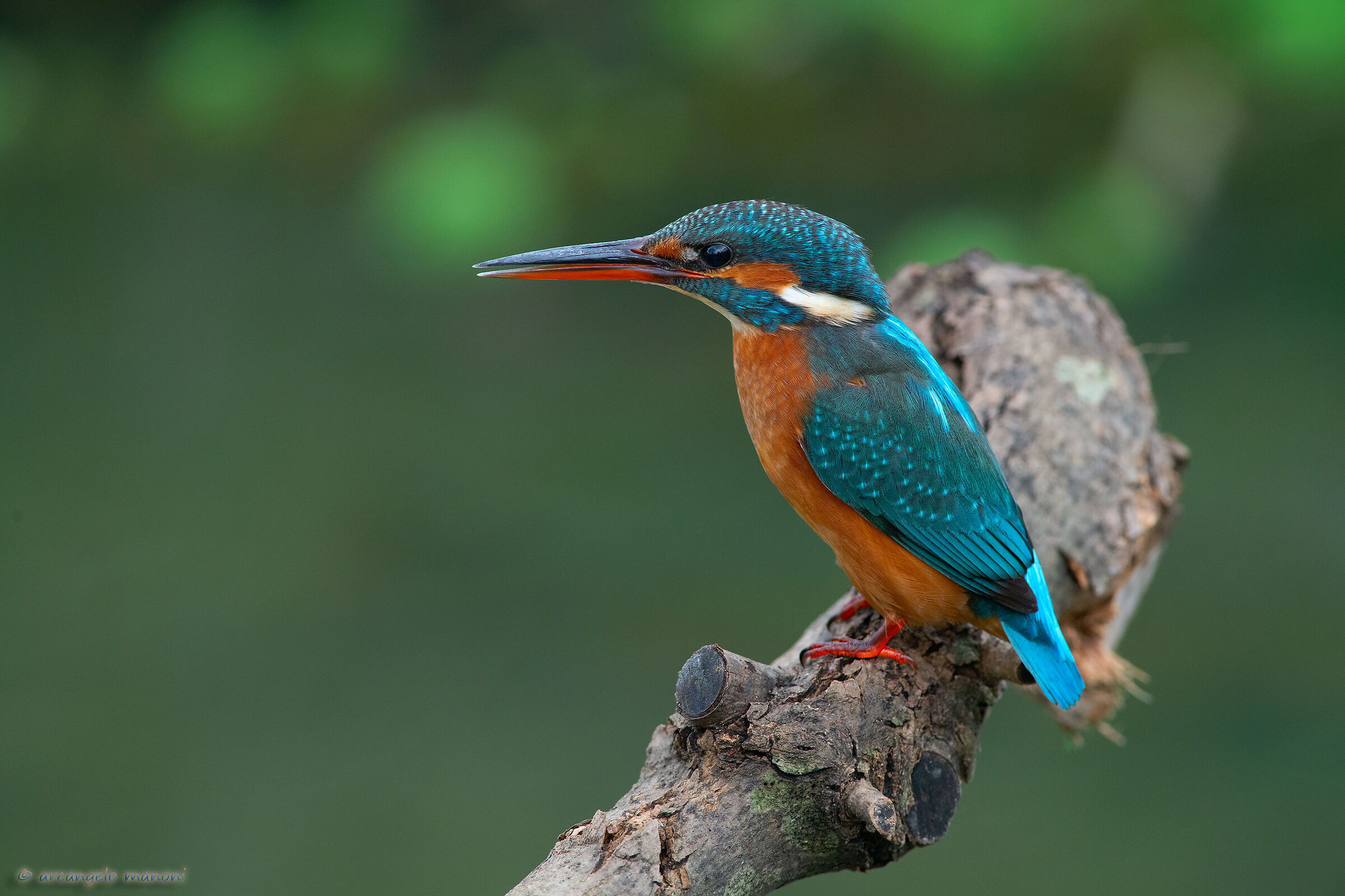 This morning returned after years the martina Michela