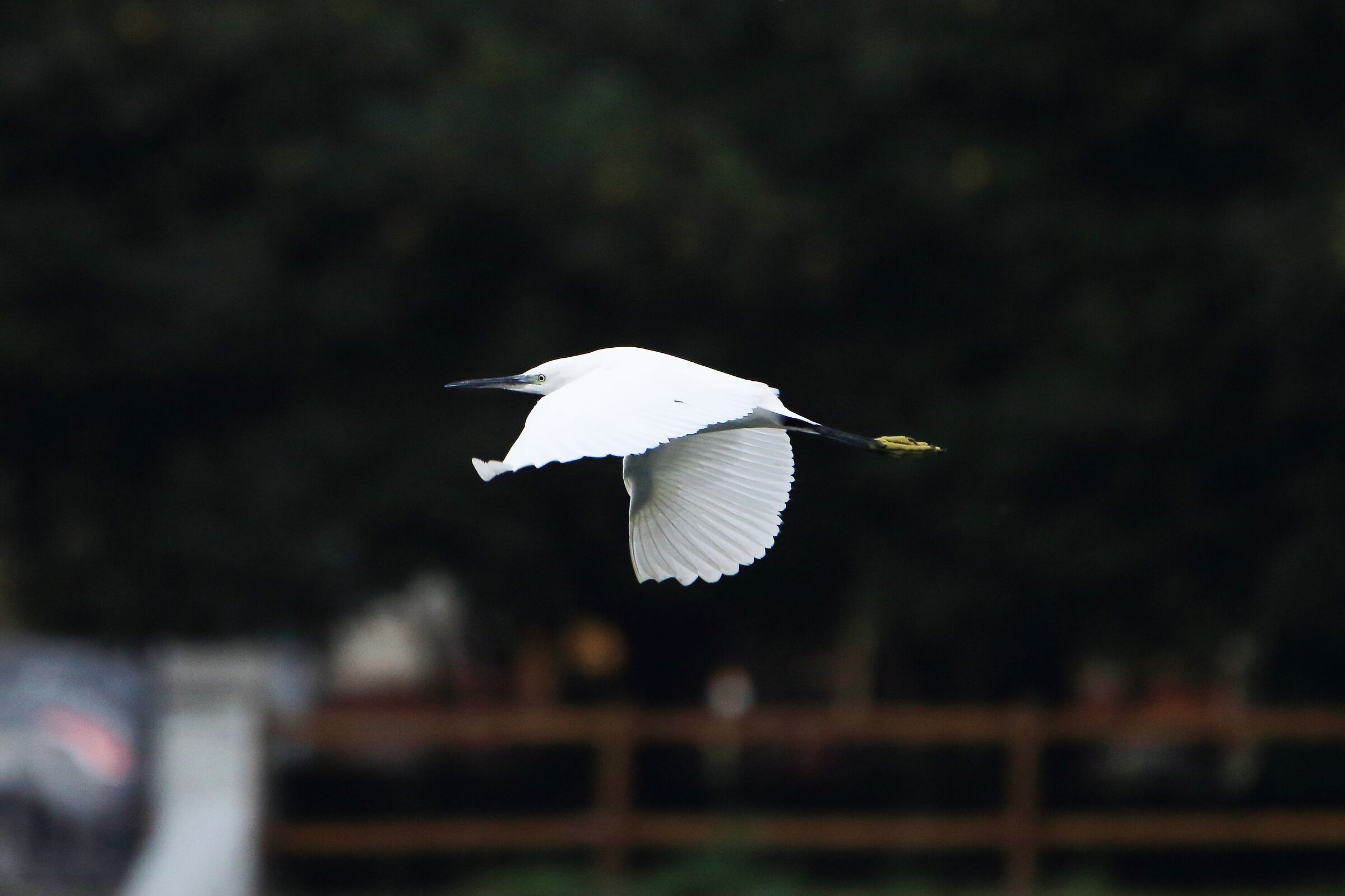 egret