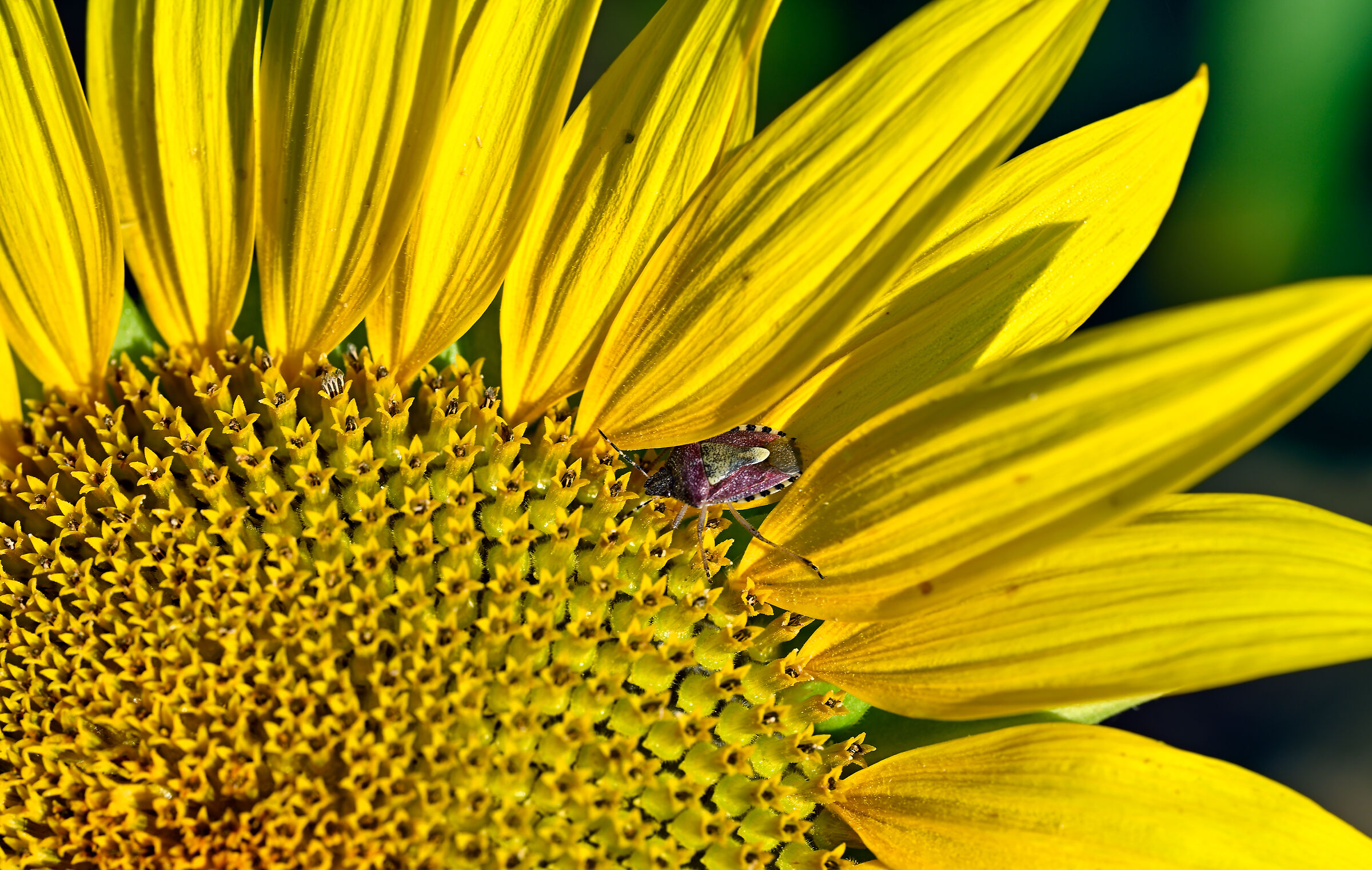 In the Sunflowers of Asciano Pisano 1