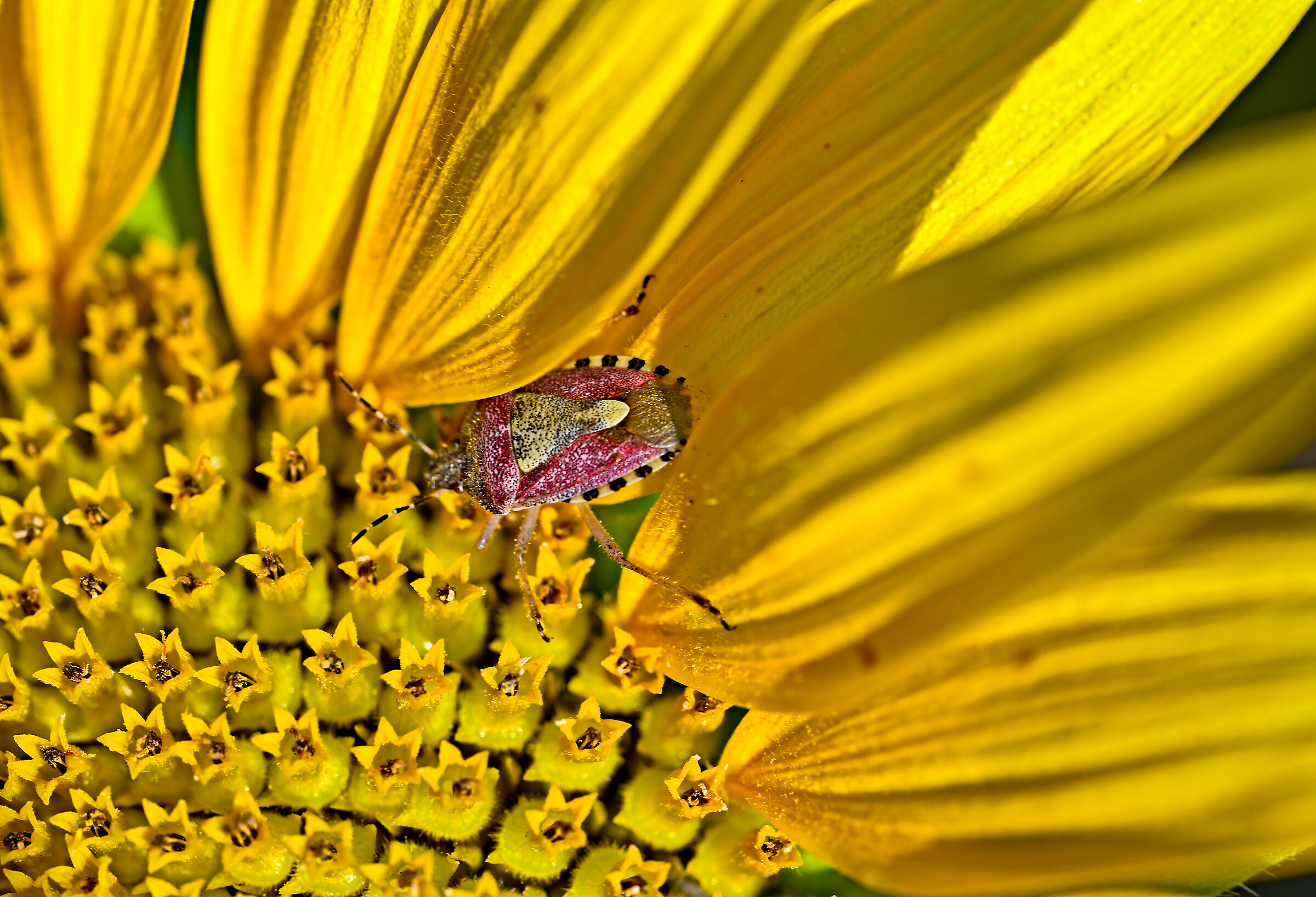 In the Sunflowers of Asciano Pisano 2