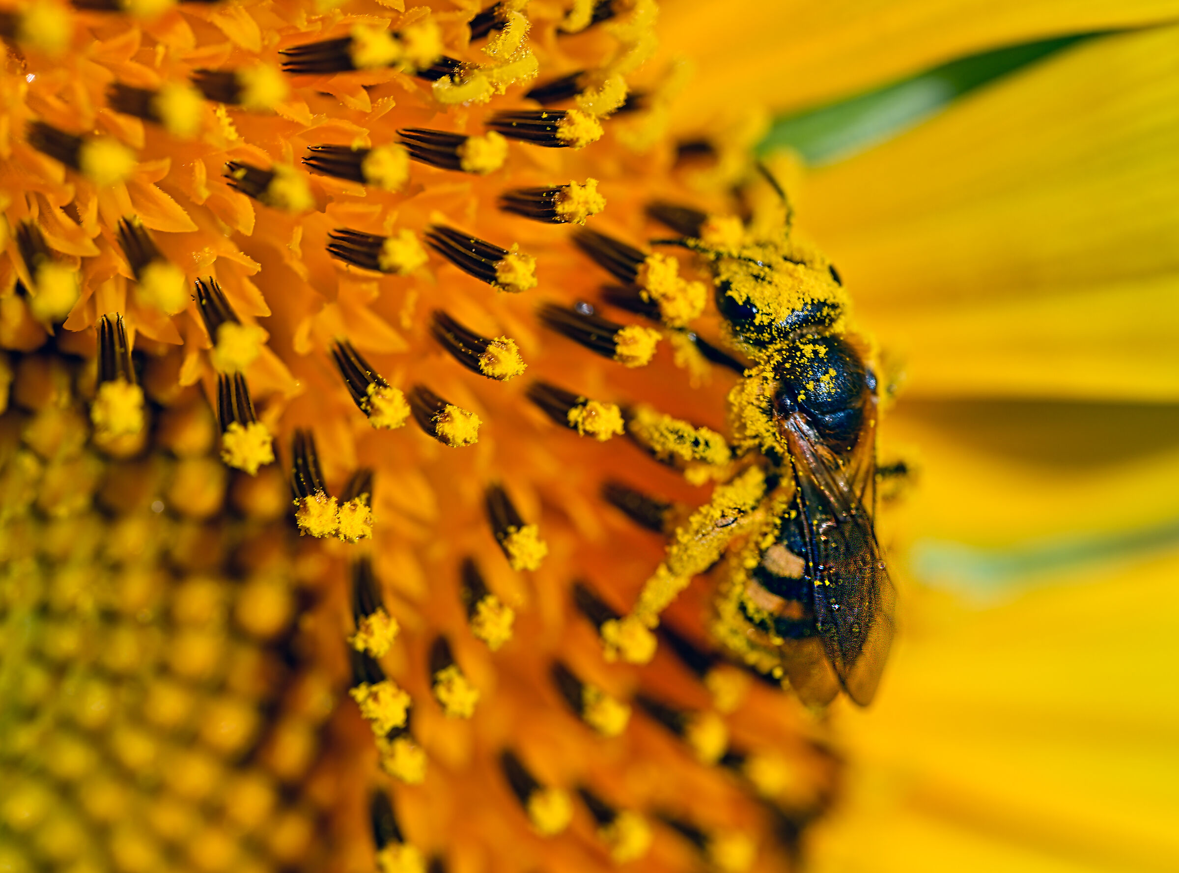 In the Sunflowers of Asciano Pisano 3