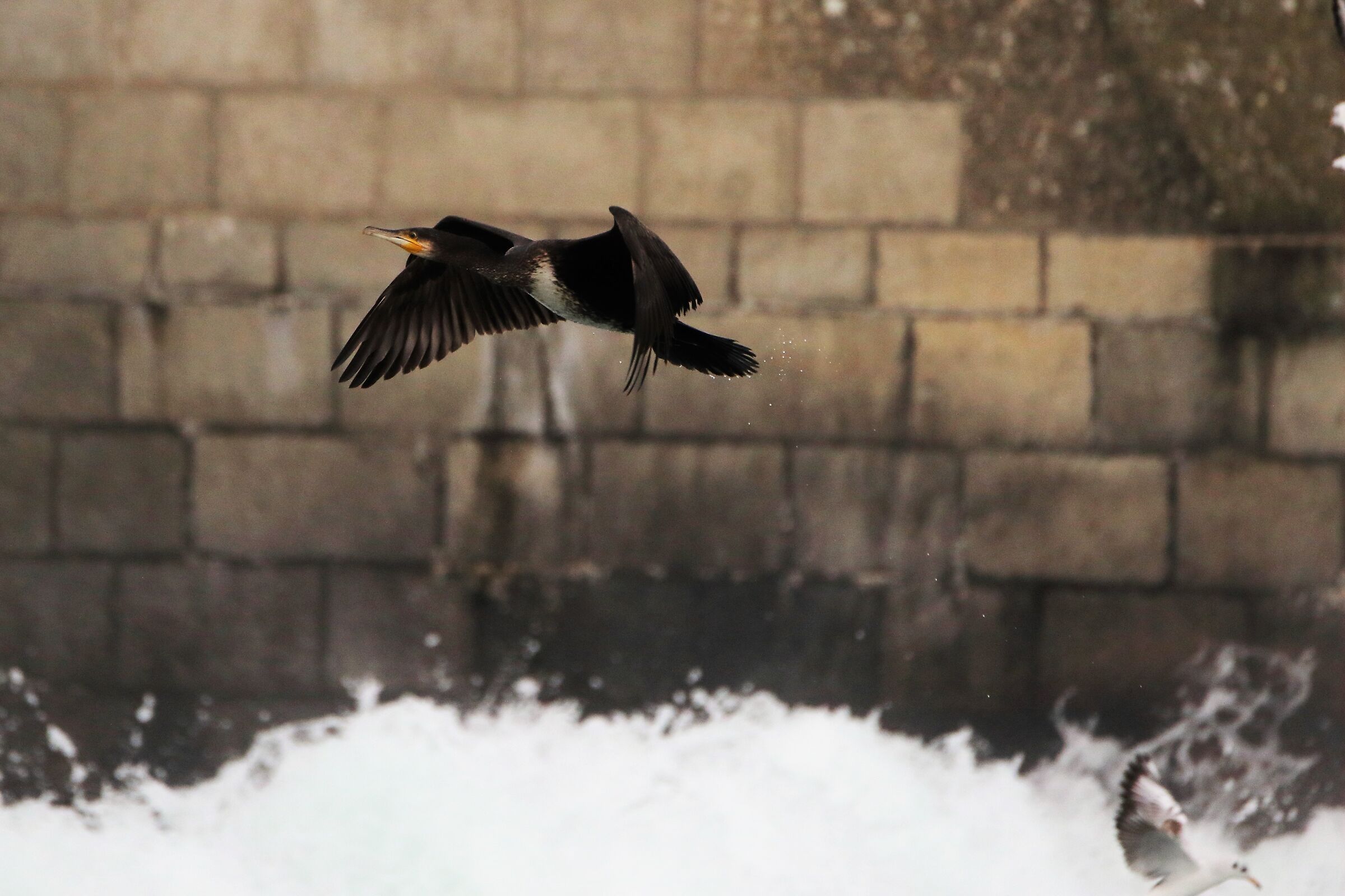 cormorant