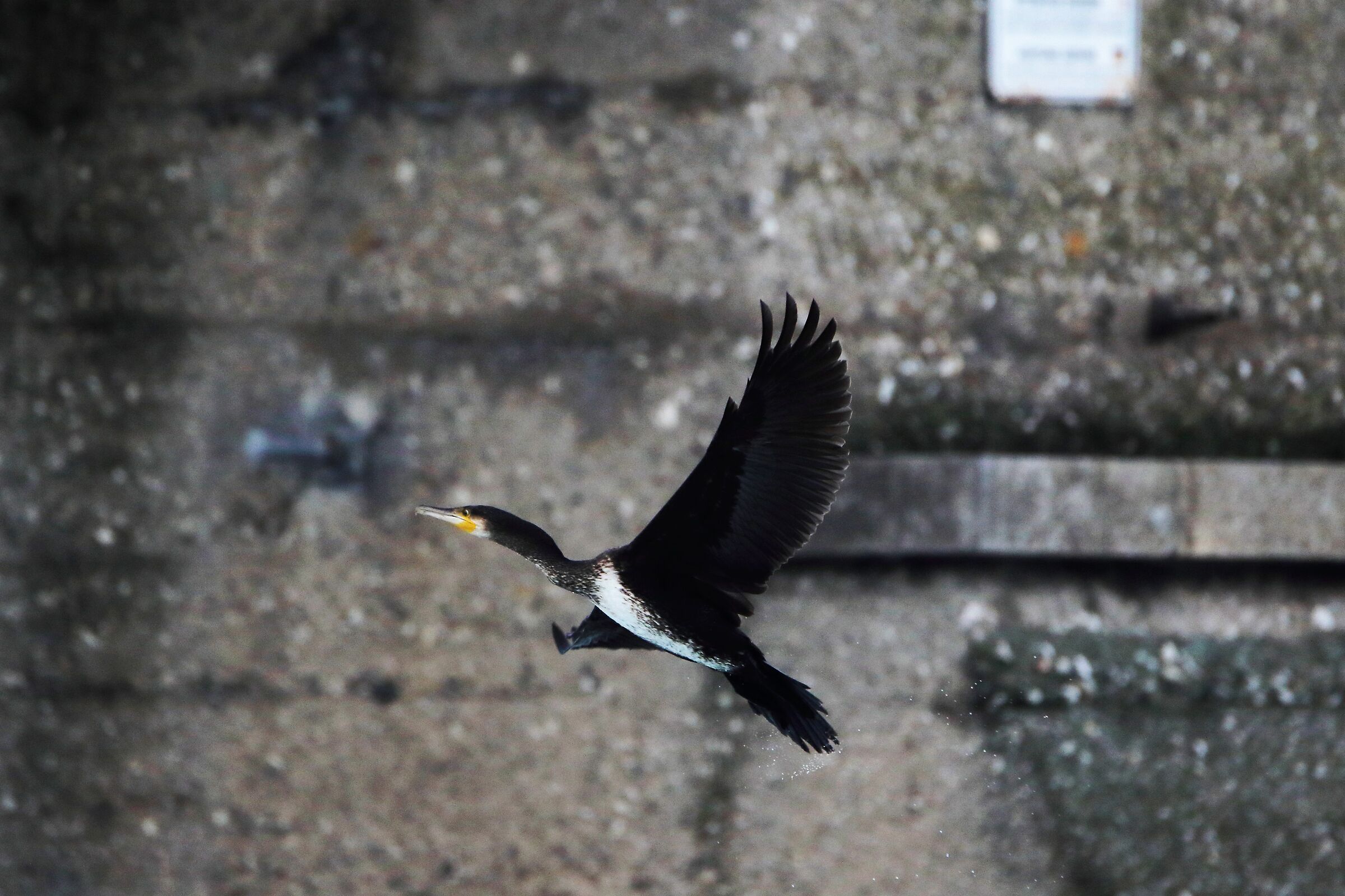 cormorant