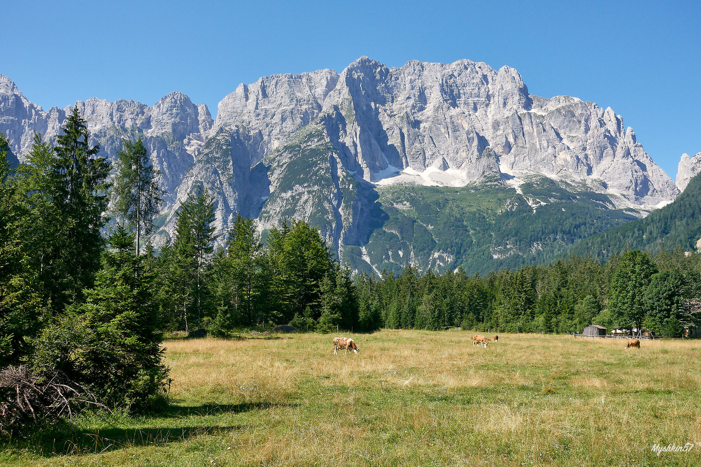 Al pascolo sotto il Montasio