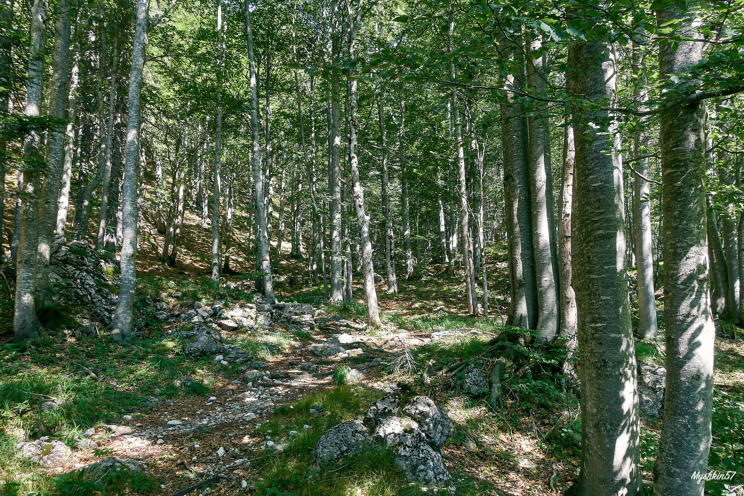 La faggeta verso la Capanna Brunner