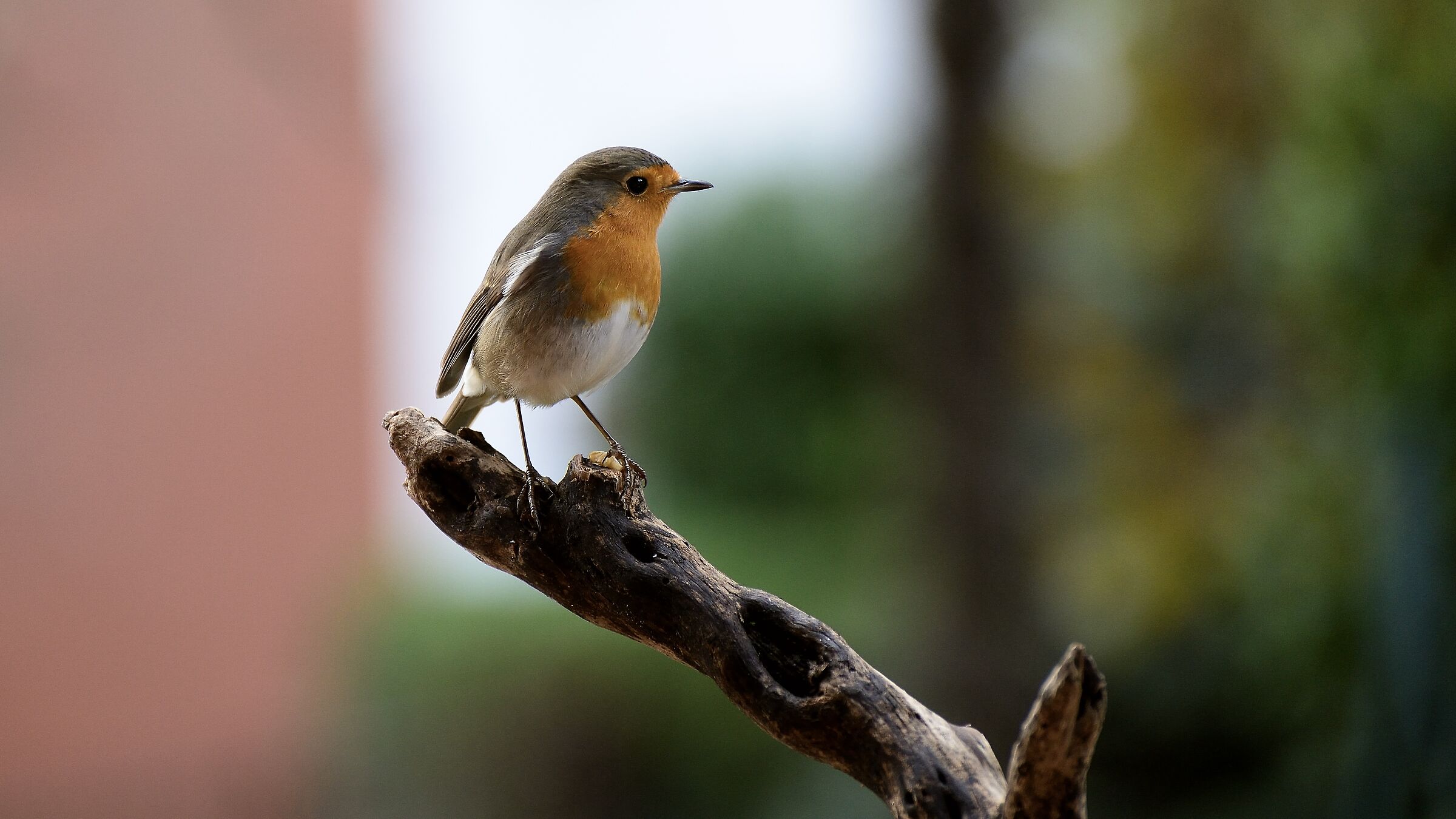 Robin