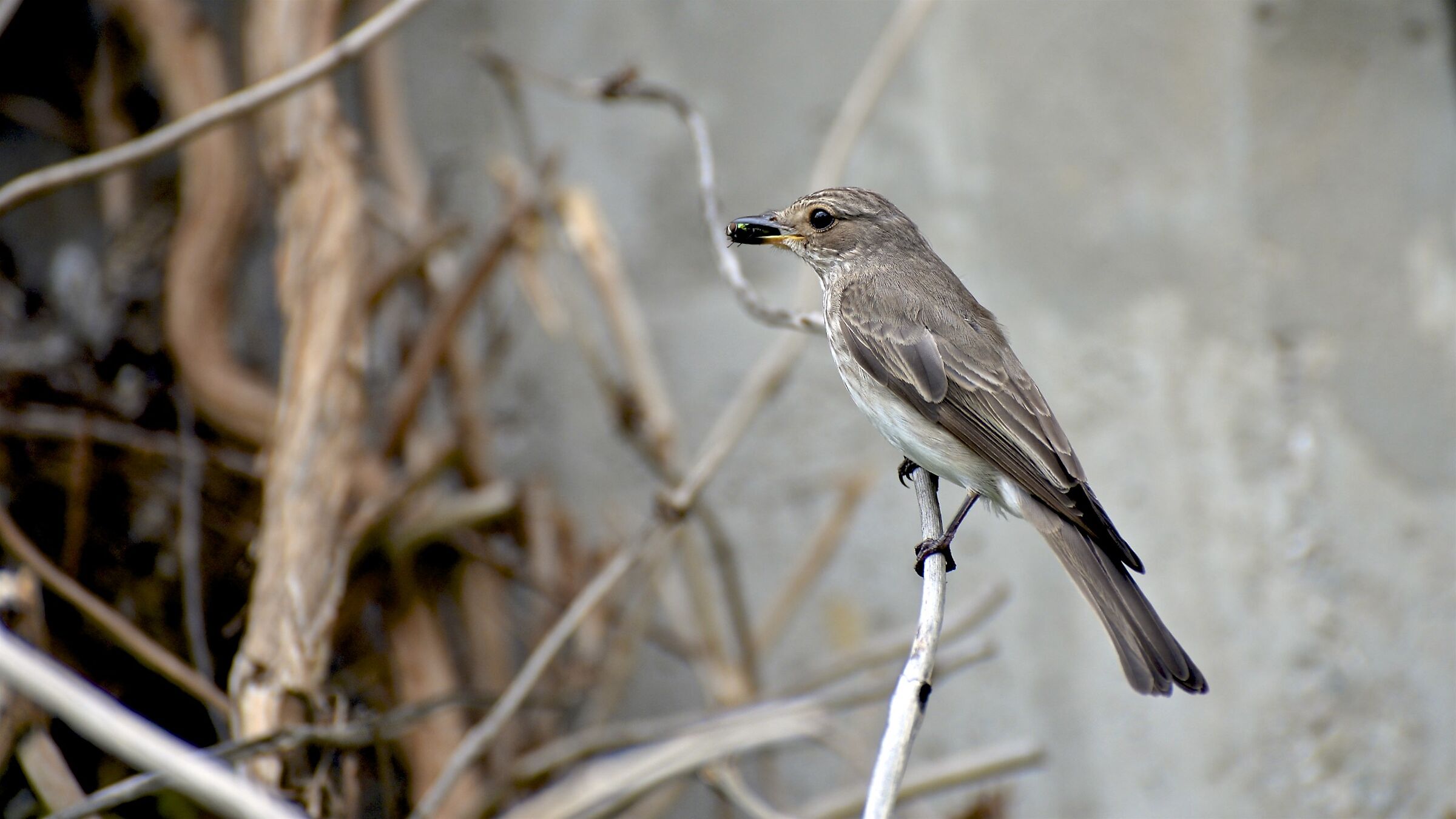 Garden warbler