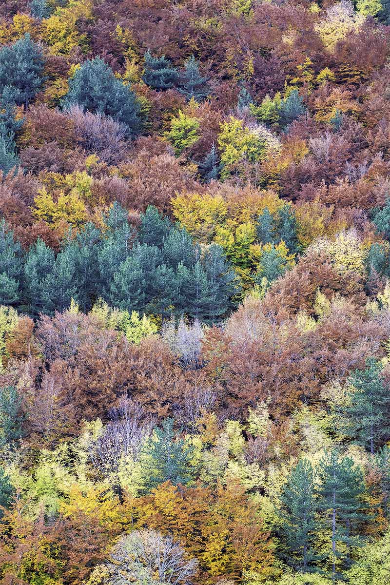 colours