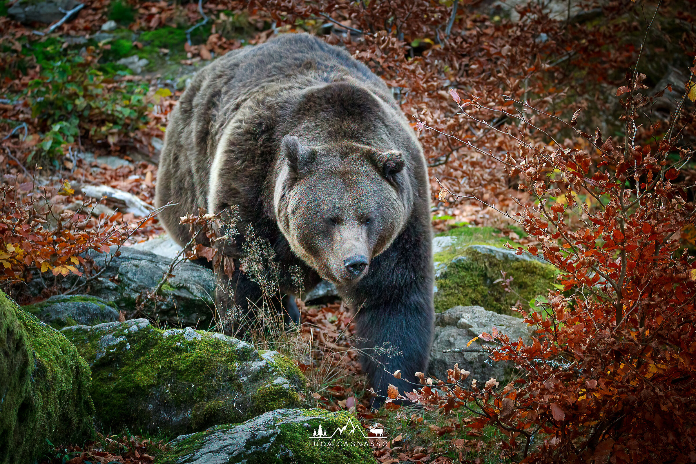 Brown Bear
