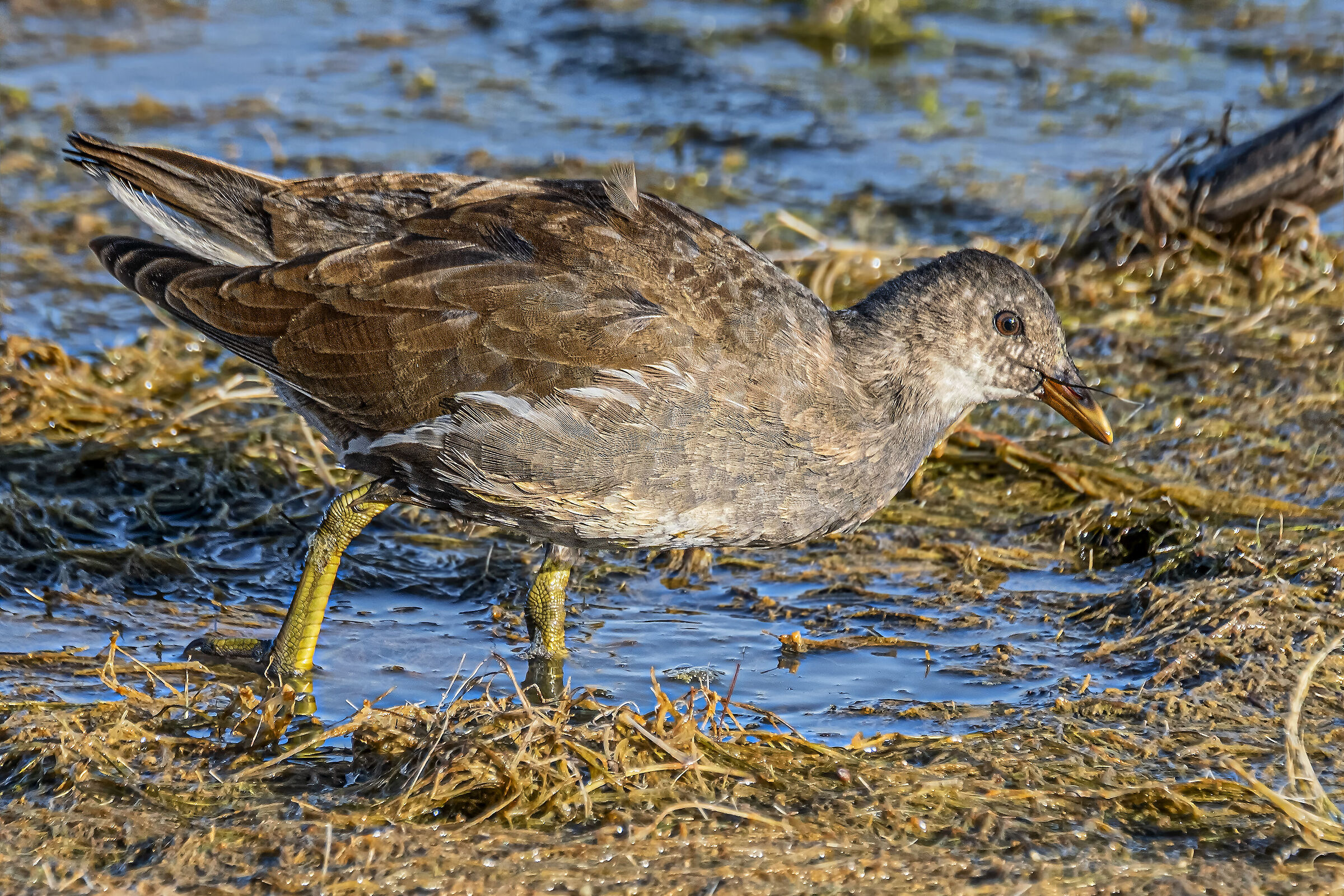 Gallinella d' acqua