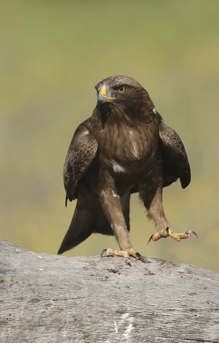 aquila minore in fase scura tuttazampe