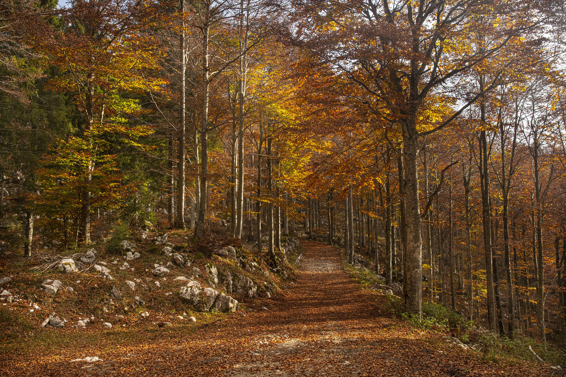 I colori del Cansiglio