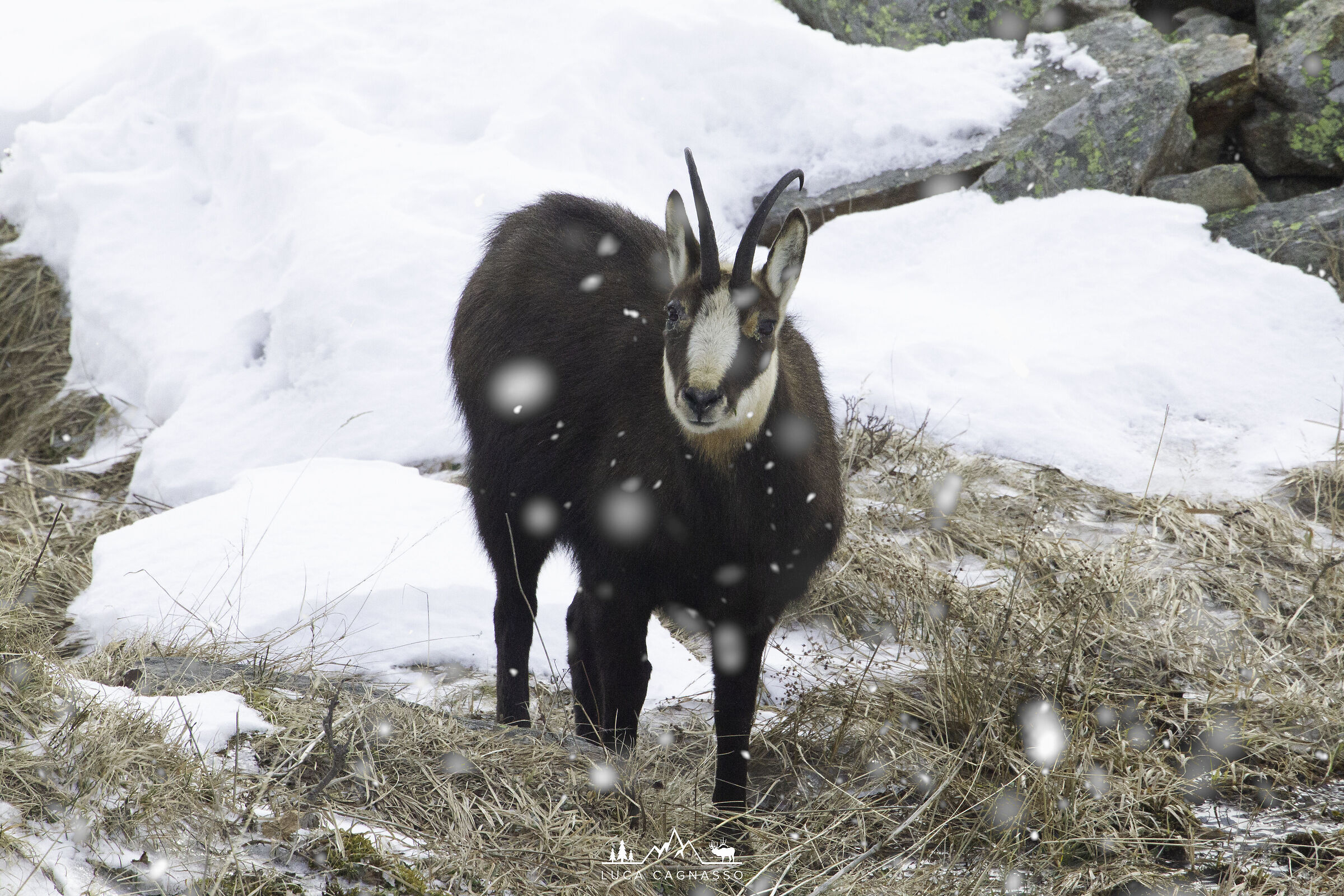 Alpine chamois and sleet