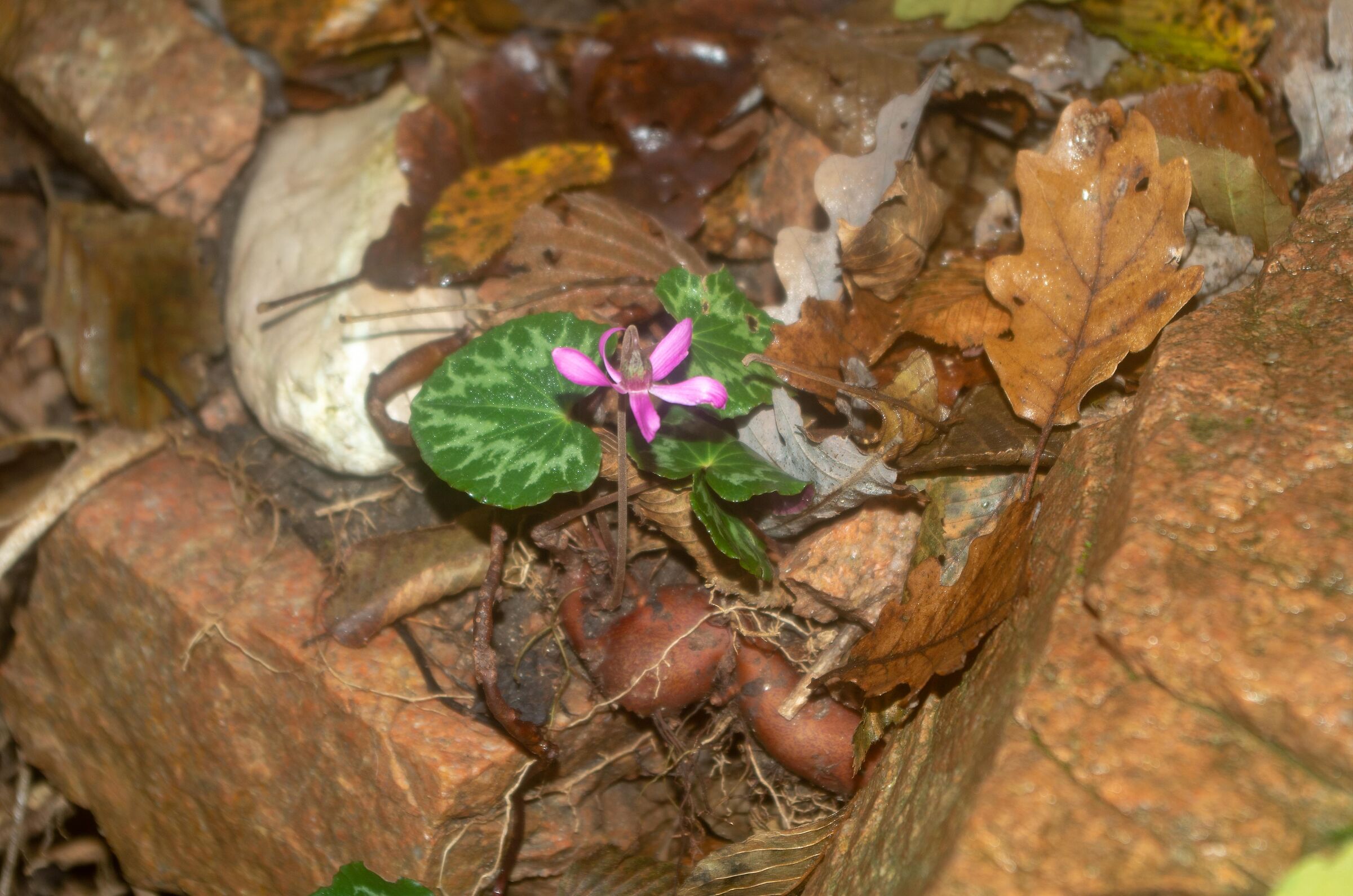 Cyclamen