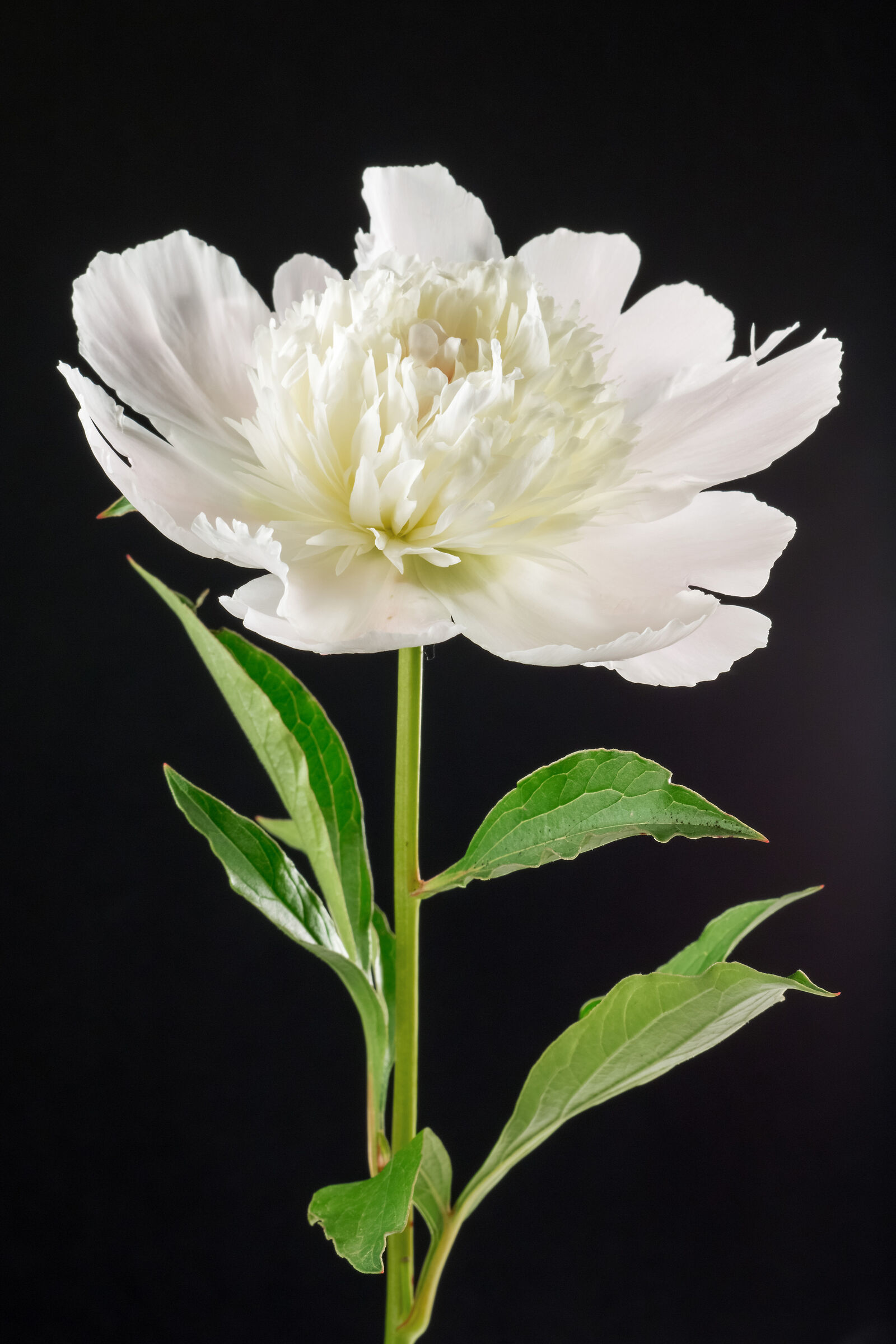 Peonia
