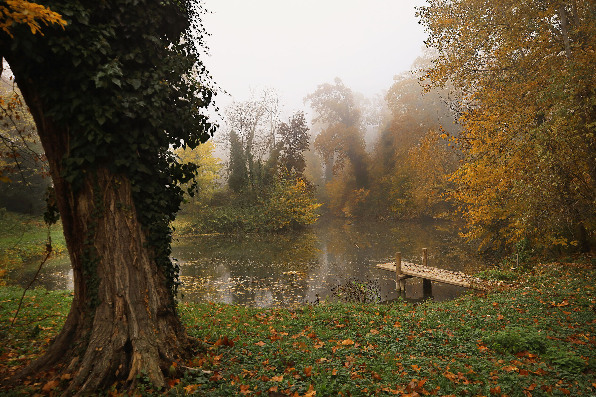Parco di Villa Medici del Vascello - Foliage