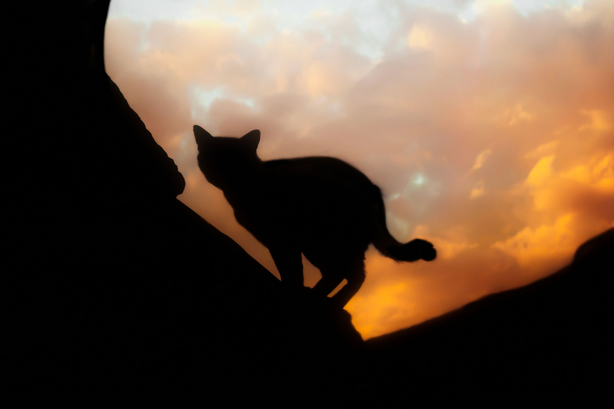 The cat on the rock