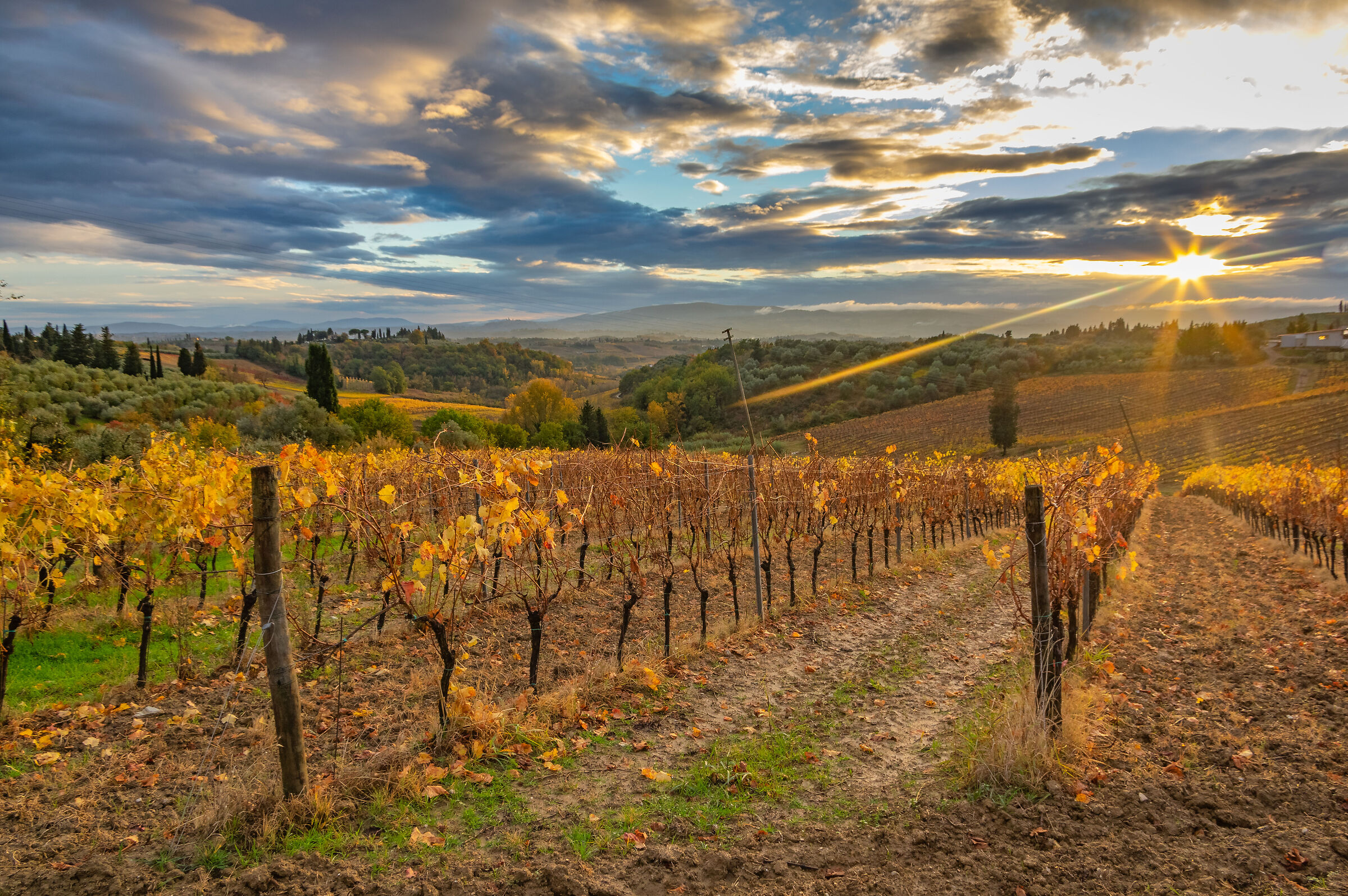 dintorni di Certaldo (FI)