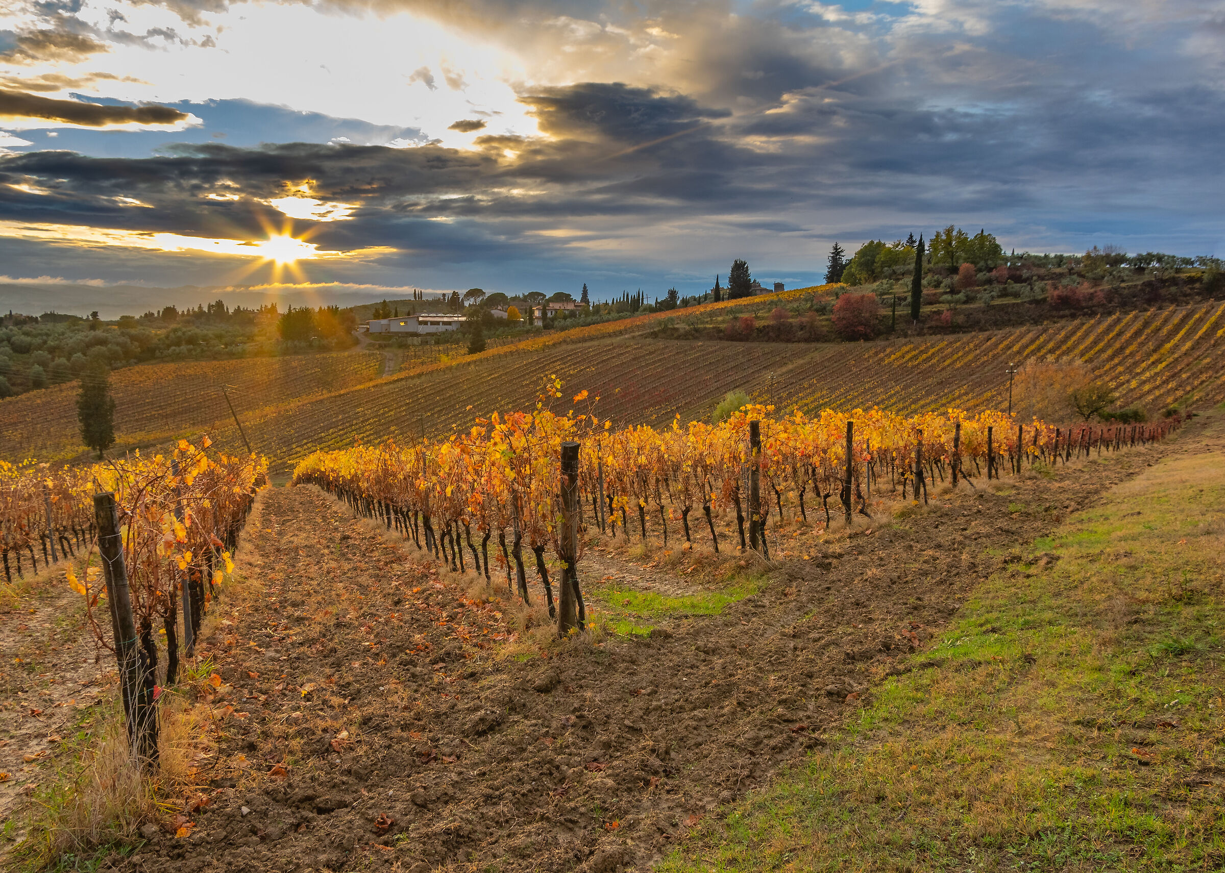 dintorni di Certaldo (FI)