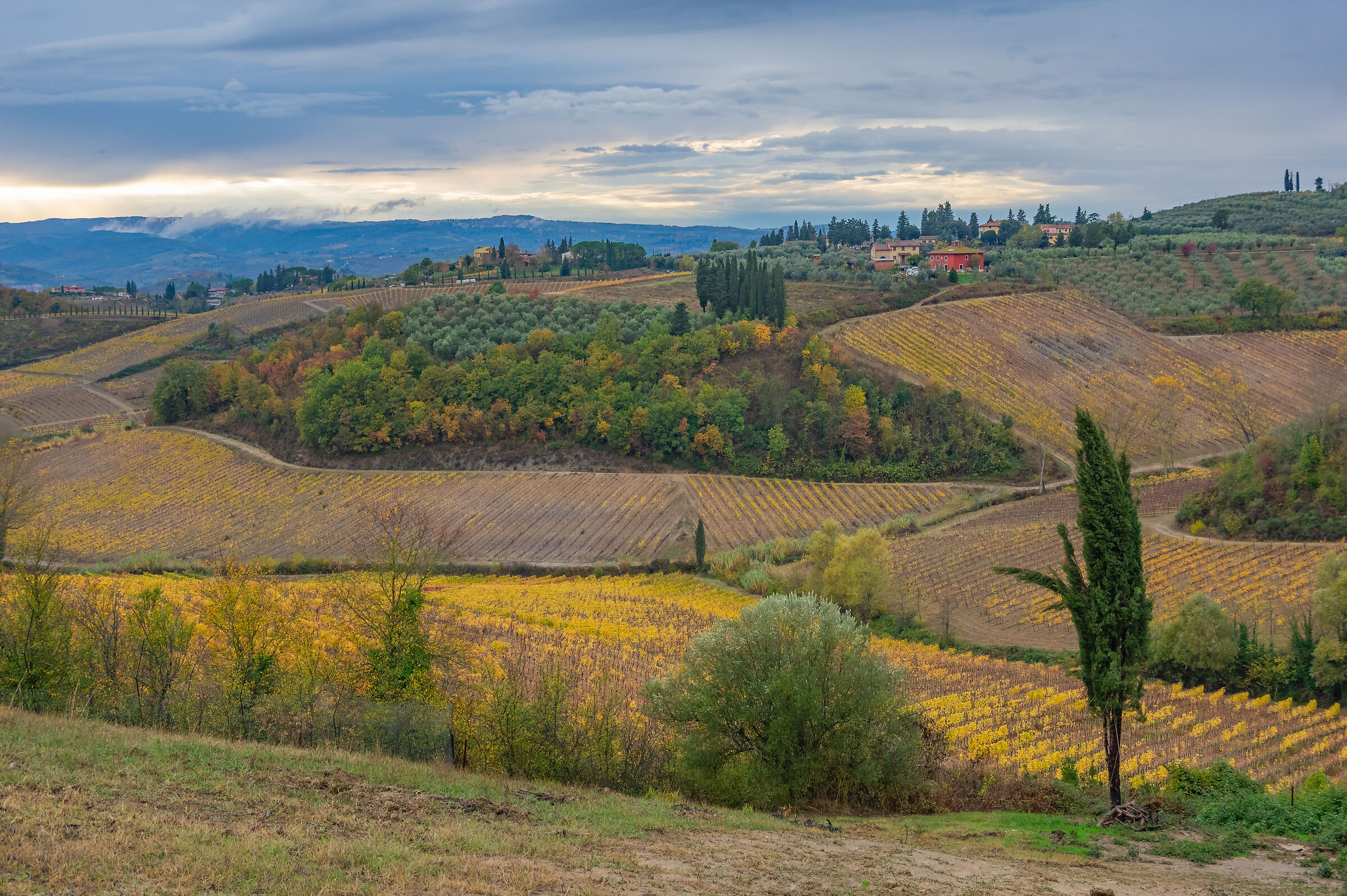 dintorni di Certaldo (FI)