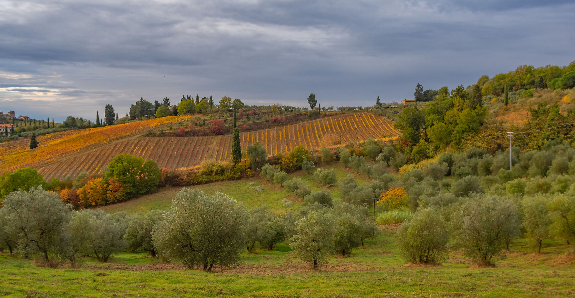 dintorni di Certaldo (FI)