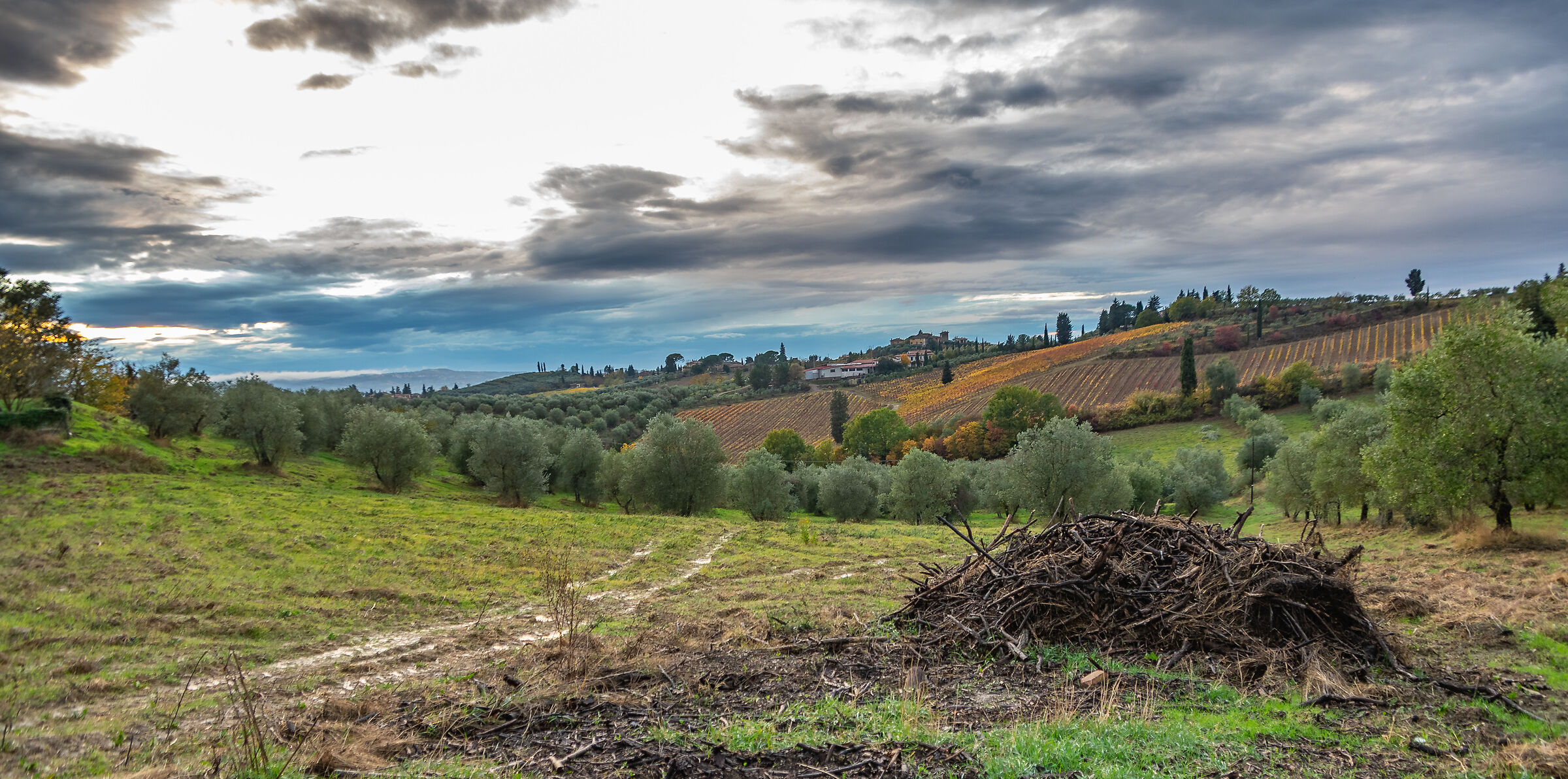 dintorni di Certaldo (FI)