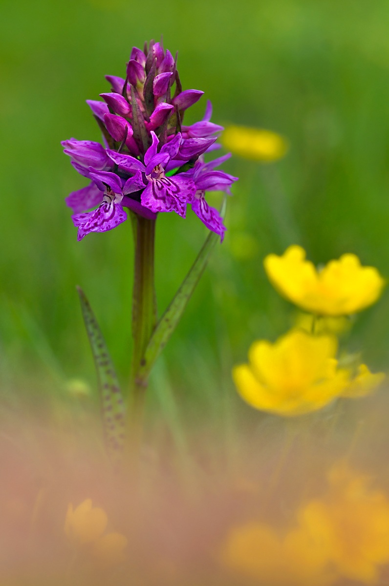 orchidea  fra i ranuncoli