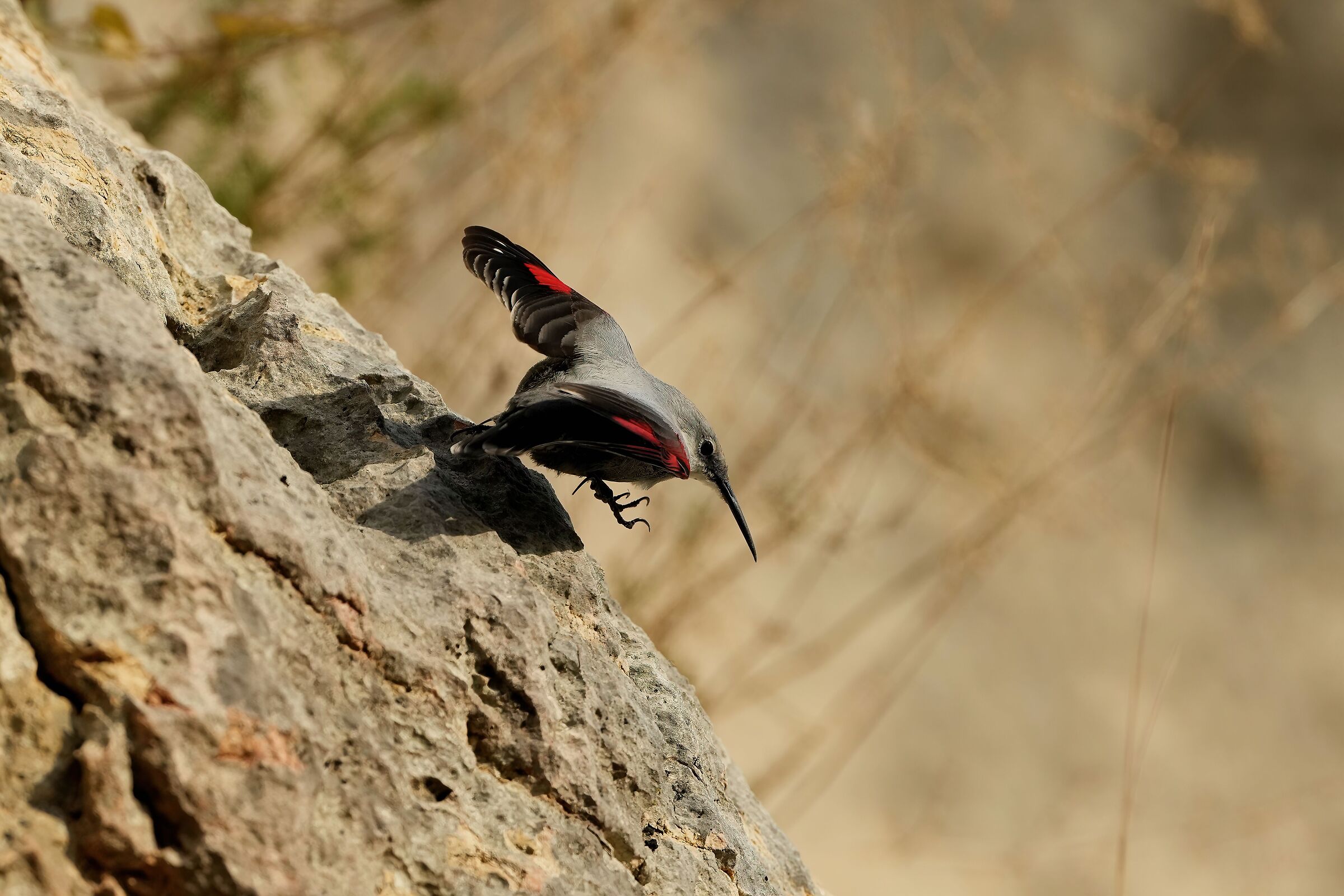 Tichotroma Muraria woodpecker