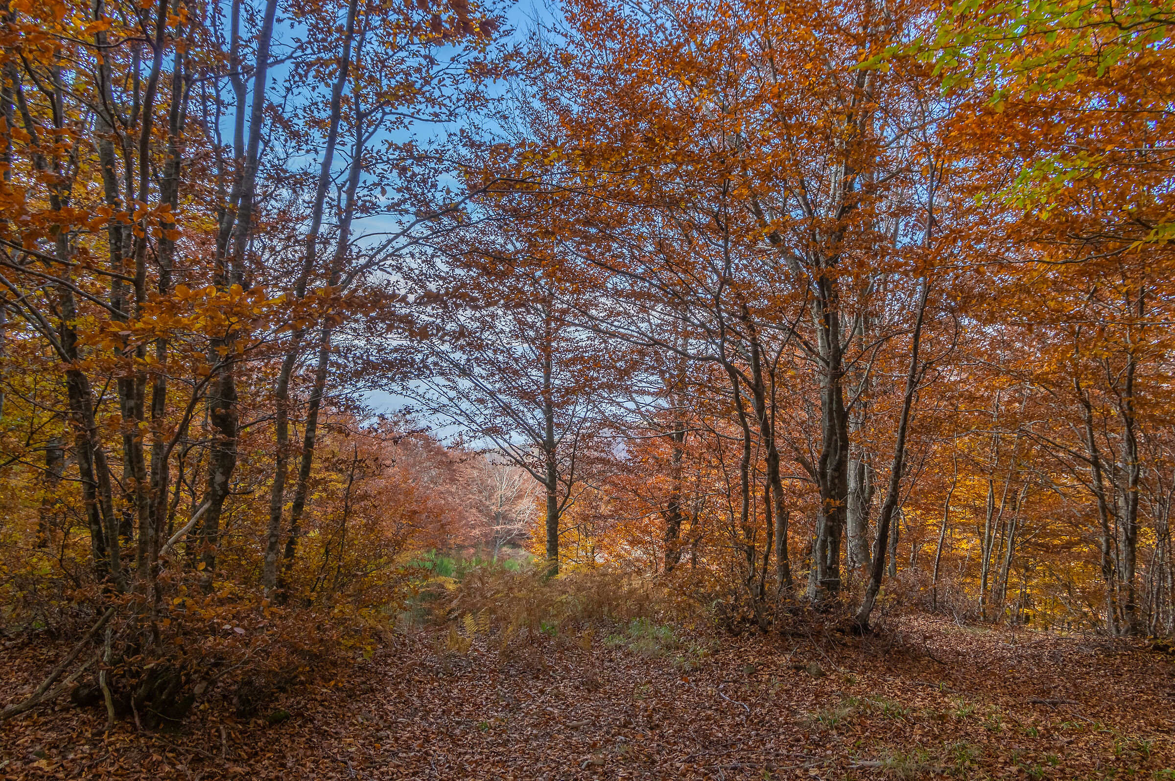 dint Badia Prataglia (AR) - Italy