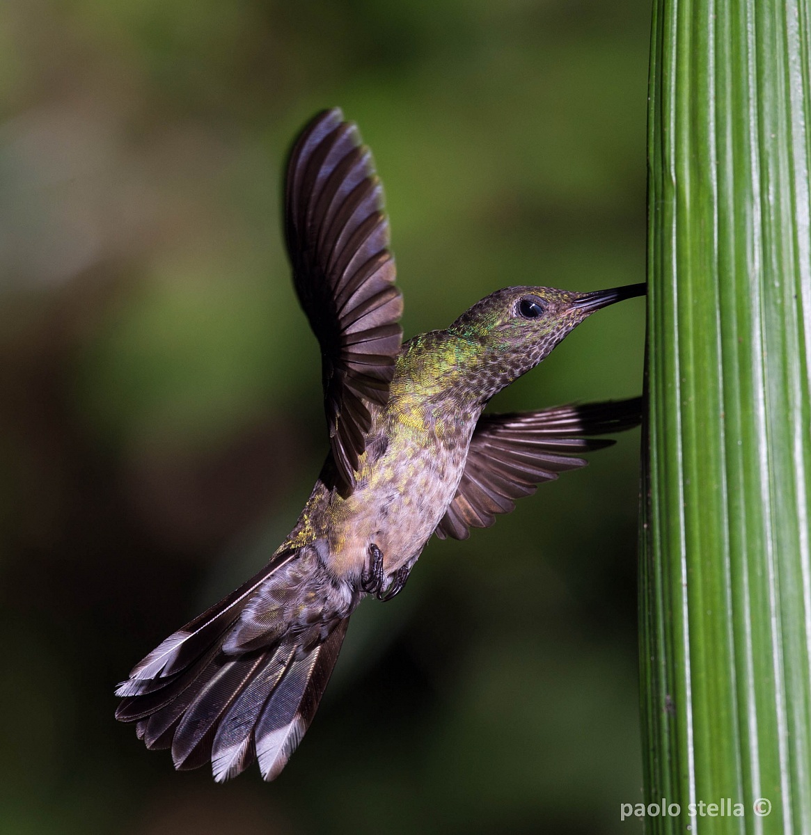 Stripe-tailed Hummingbird