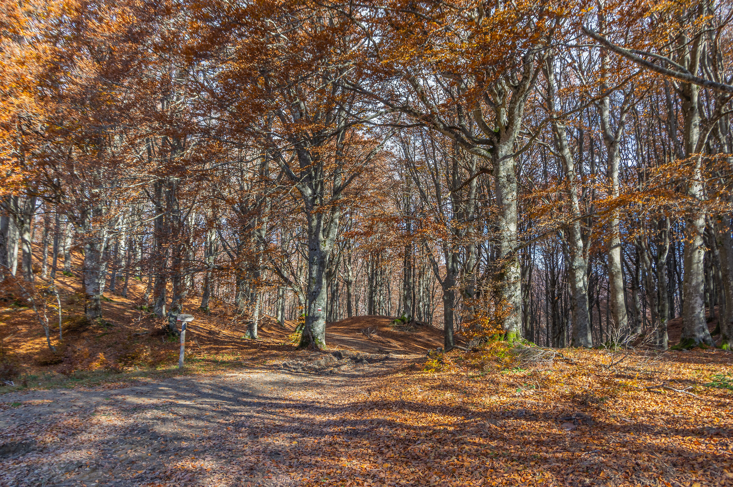 dint Badia Prataglia (AR) - Italy